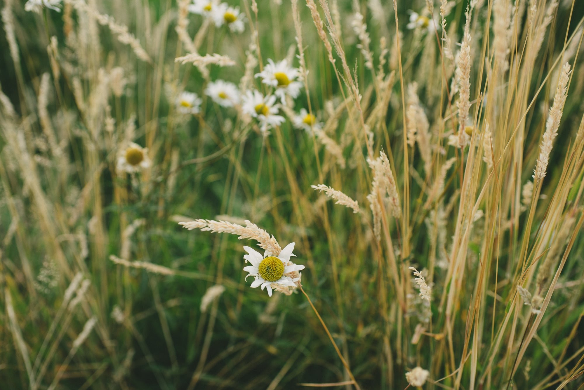 114-birdseye-cove-farm-wedding-sara-rogers-photography.jpg