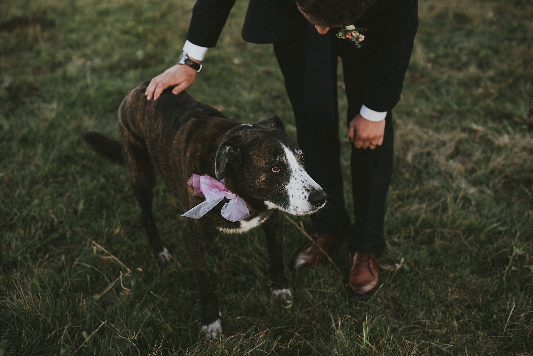 groom pet dog portrait kananaskis elopement