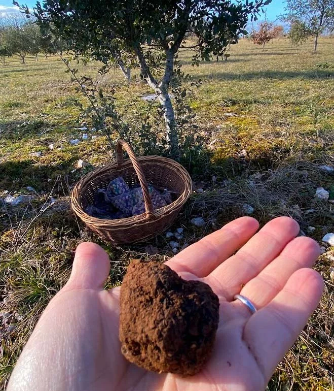 truffle in hand.jpg