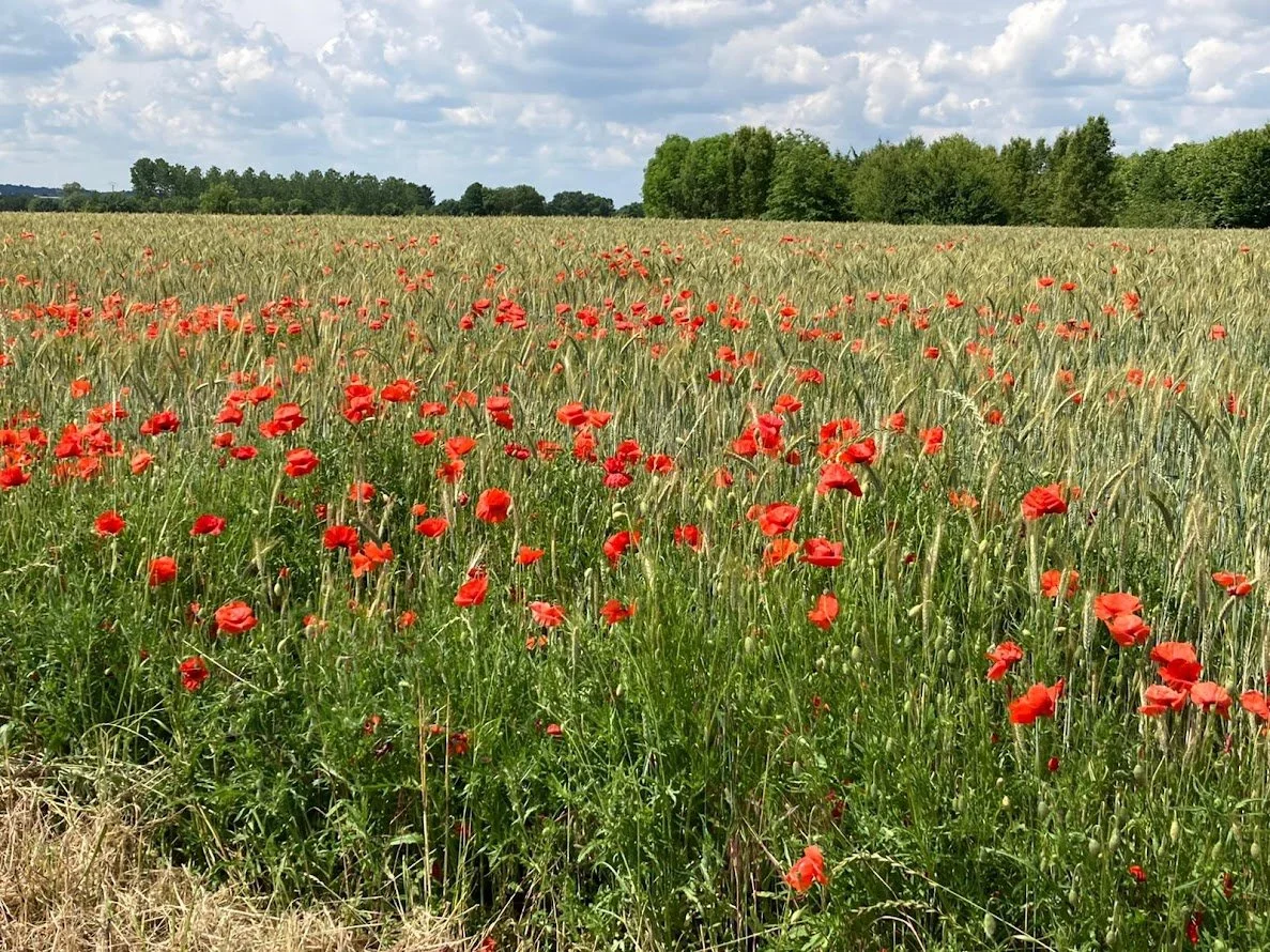 summer wheat fields.jpg