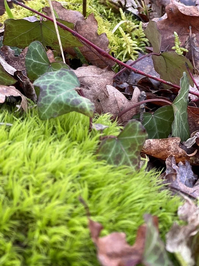moss2.jpg