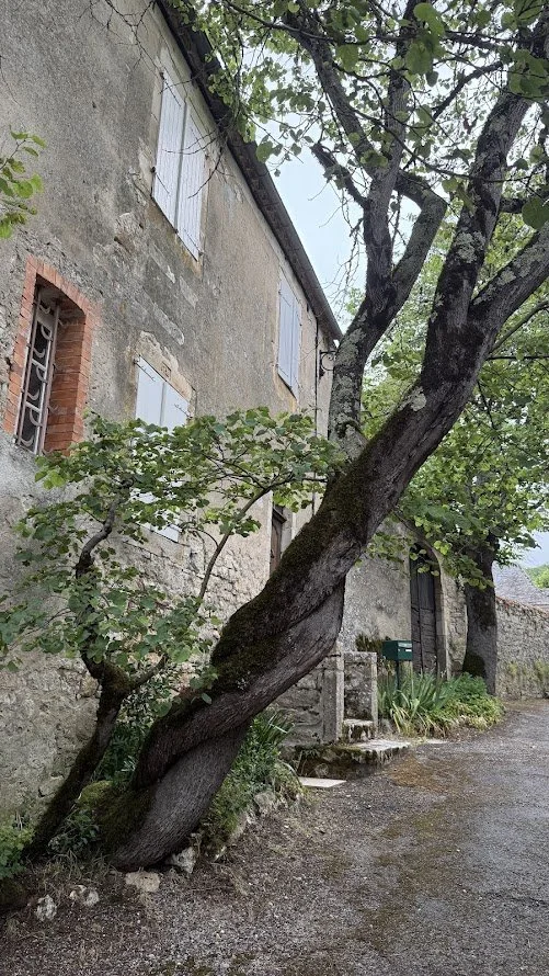 tree against a house.jpg