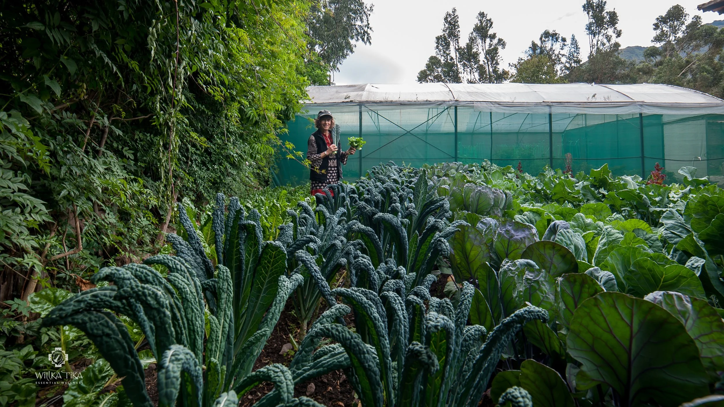Vegetable Greenhouse & Gardens .jpg