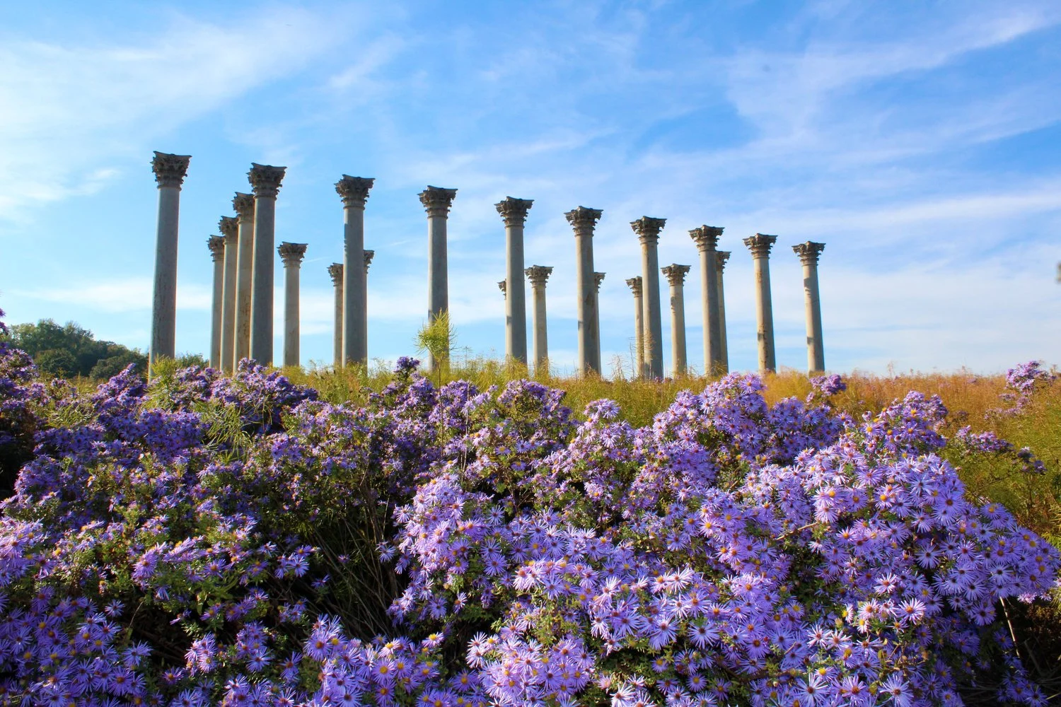 US National Arboretum