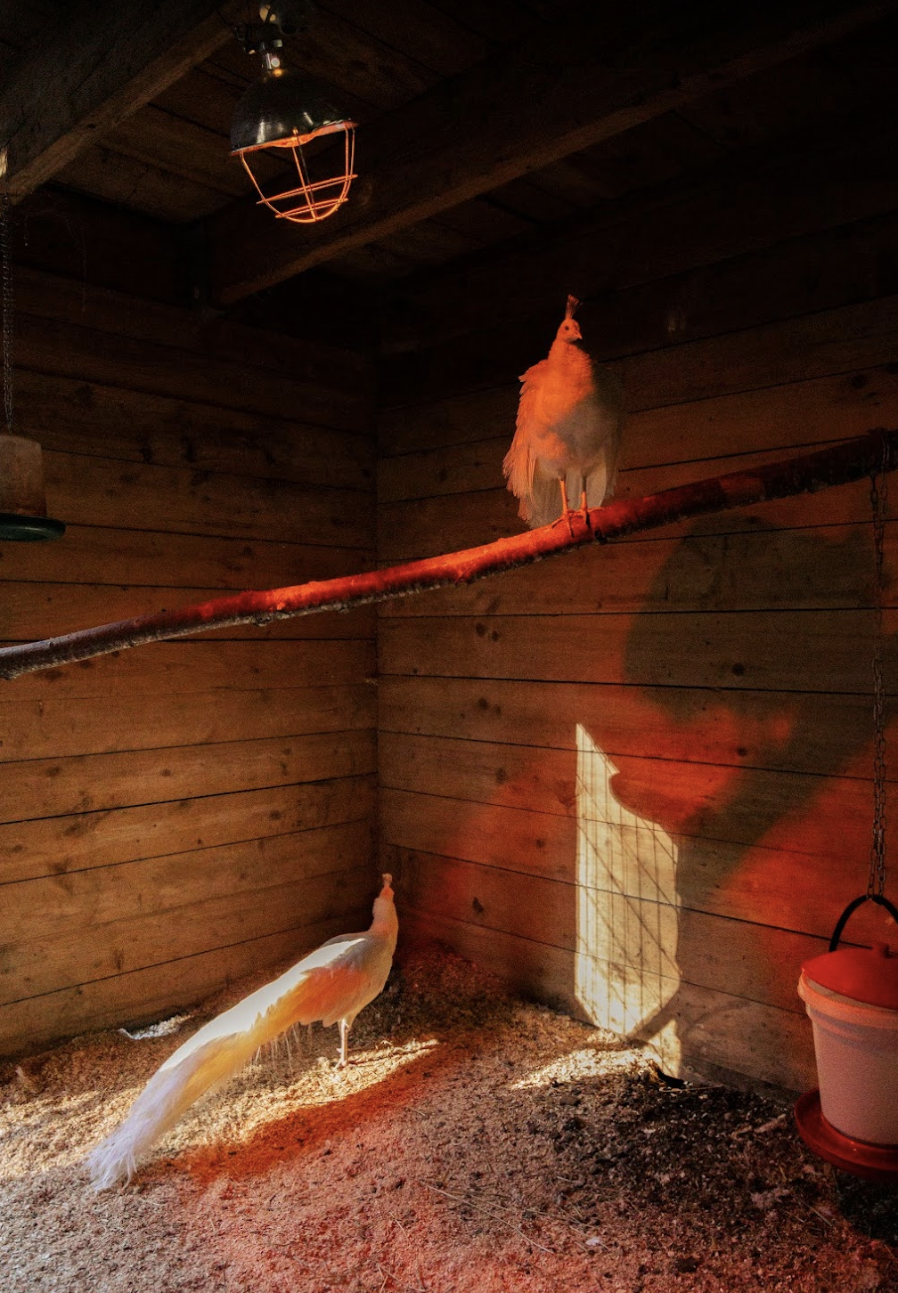 Screen Shot 2025-09-15 at 1.16.10 AM.png