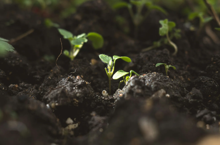 Study shows that soil is an effective anti-depressant!