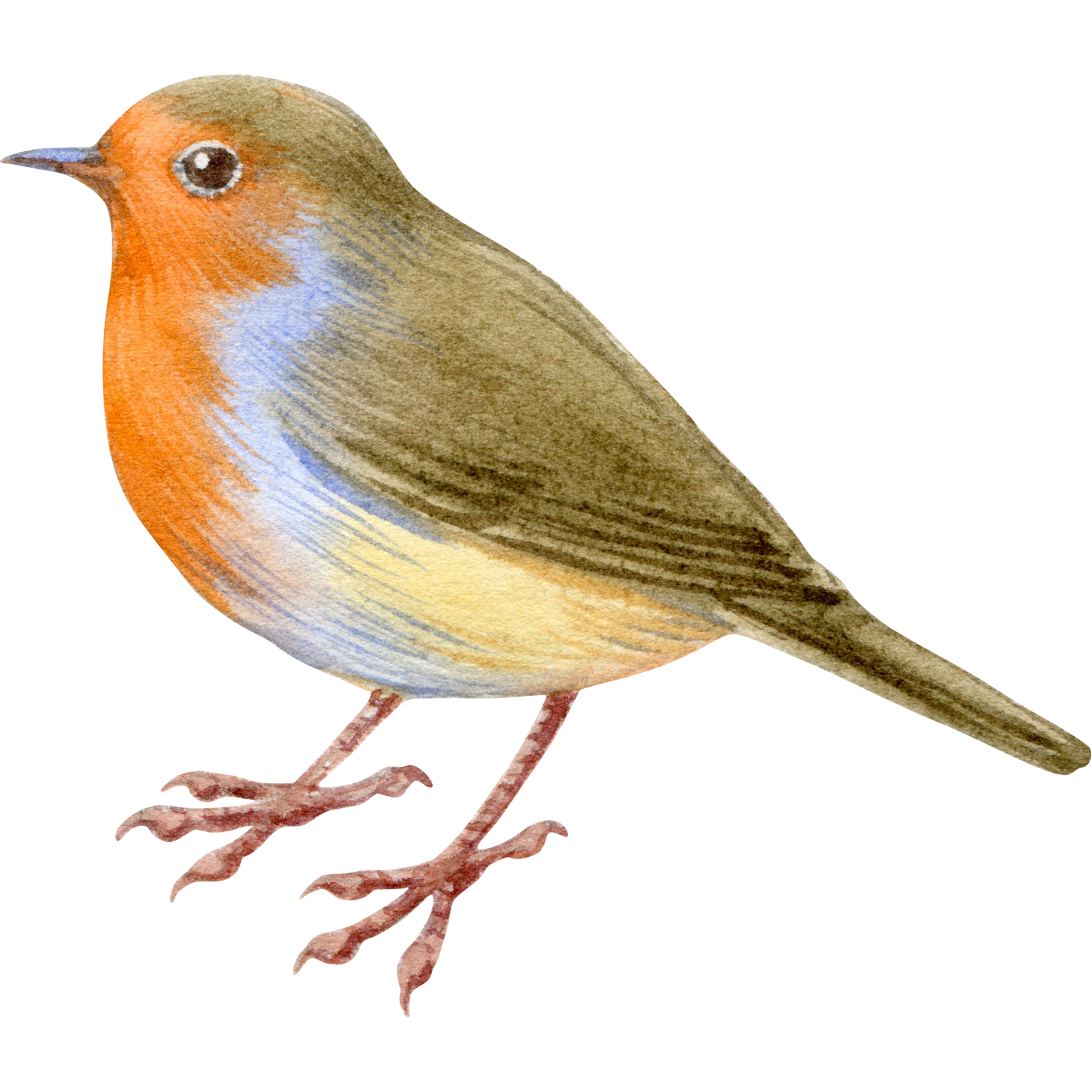 Watercolor bird