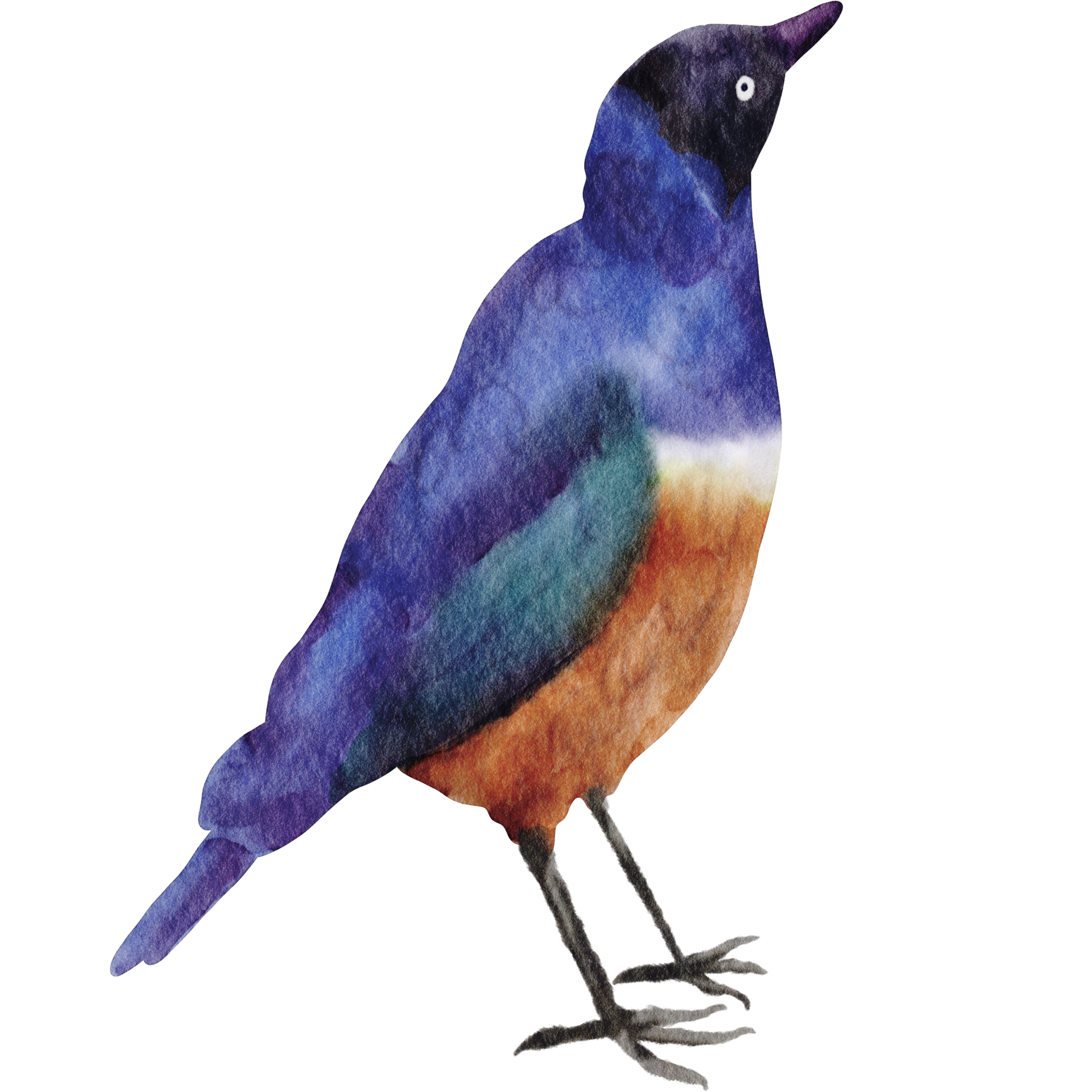 Watercolor bird