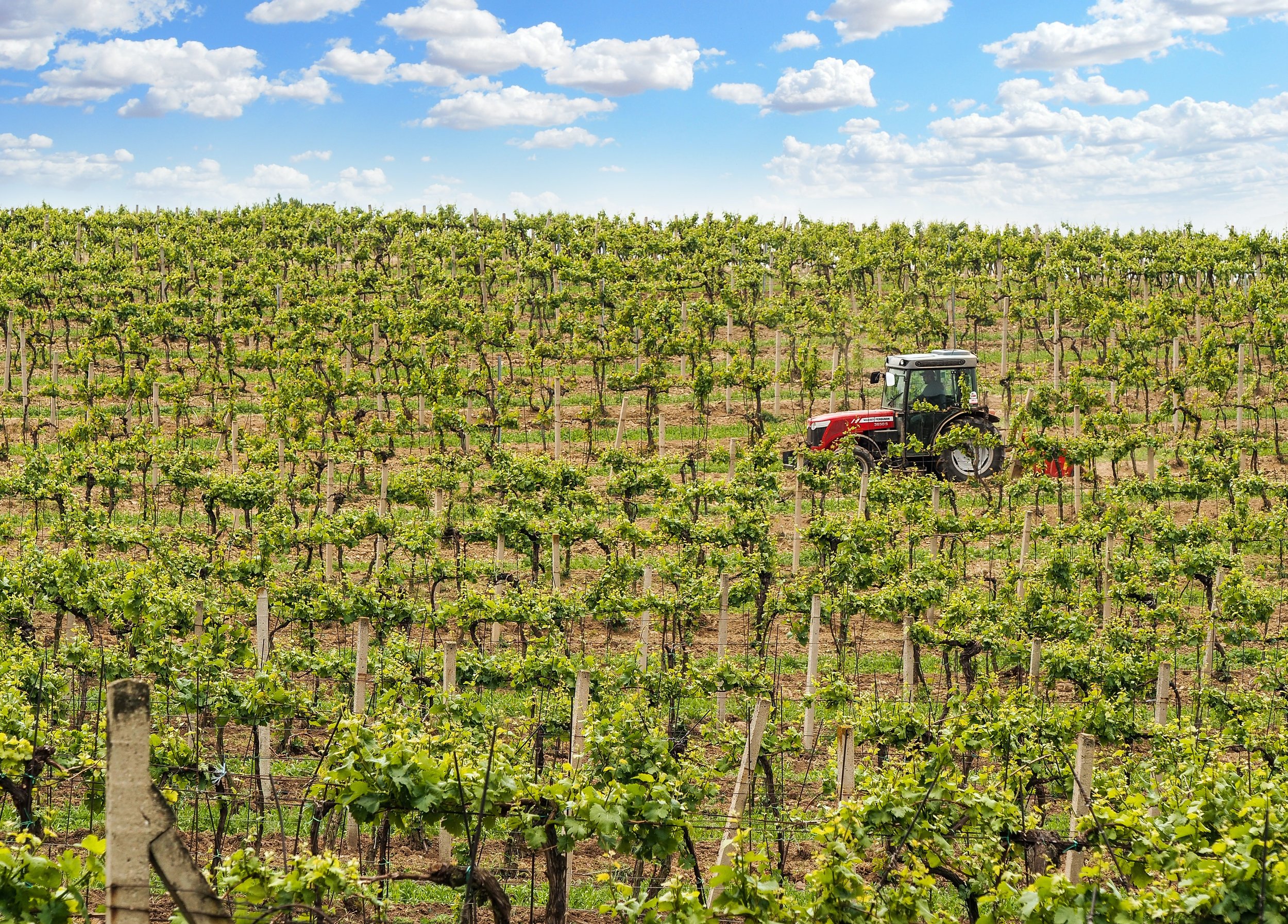 A single tractor driving through vineyard.
