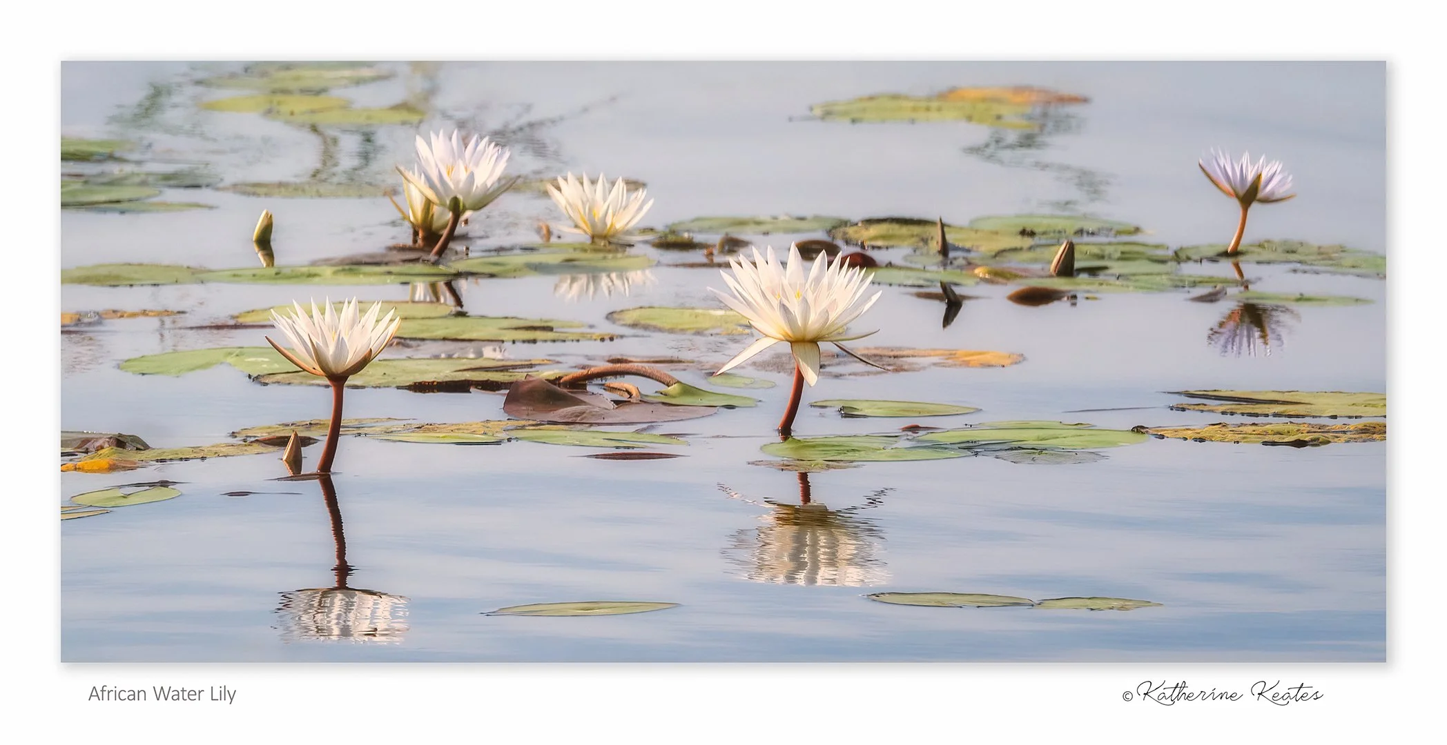 Africal Water Lily.jpg