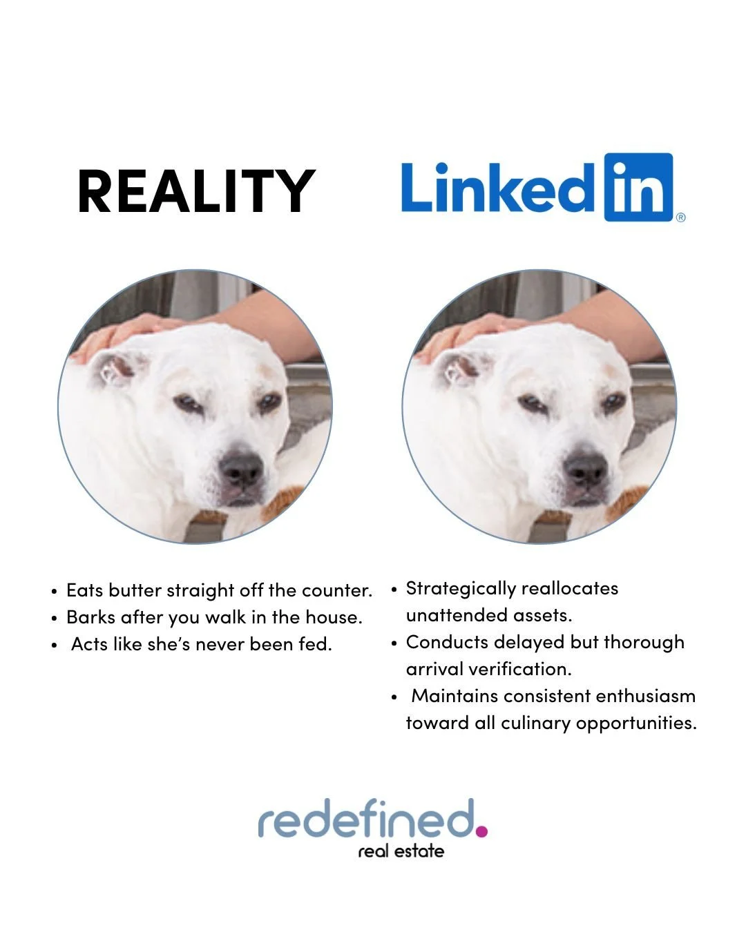 Be honest&hellip;⁠
Would your dog&rsquo;s LinkedIn profile be accurate? 😂⁠
⁠
🐶 Gracie&rsquo;s r&eacute;sum&eacute; includes:⁠
&bull; Counter negotiations⁠
&bull; Butter portfolio management⁠
&bull; Advanced food detection systems⁠
⁠
Tell us your do