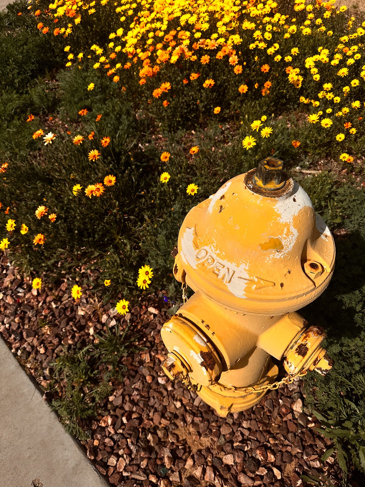 The Summer Buyer's Secret: Why July and August Are Actually the Best Time to Buy in the East Valley