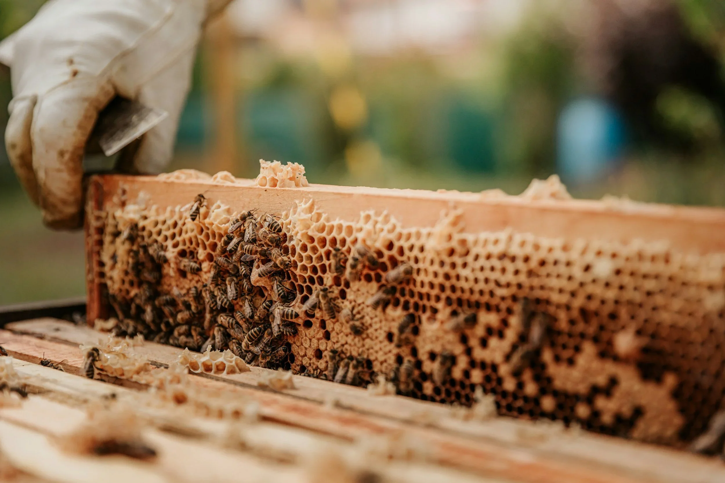 The Sweet Story Behind Beekeeping