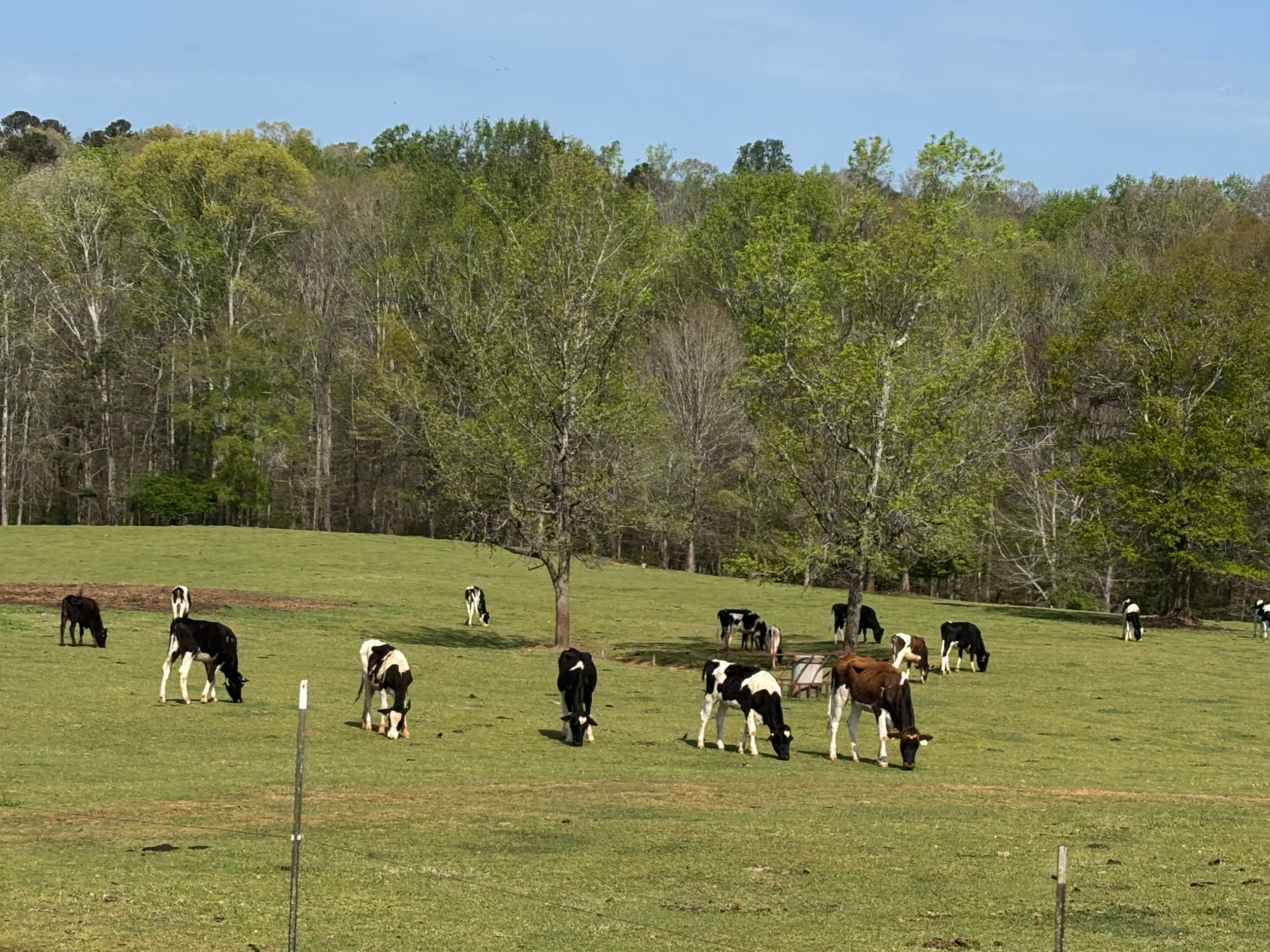Cream of the Creek: Welcome to Big Sandy Creek Dairy