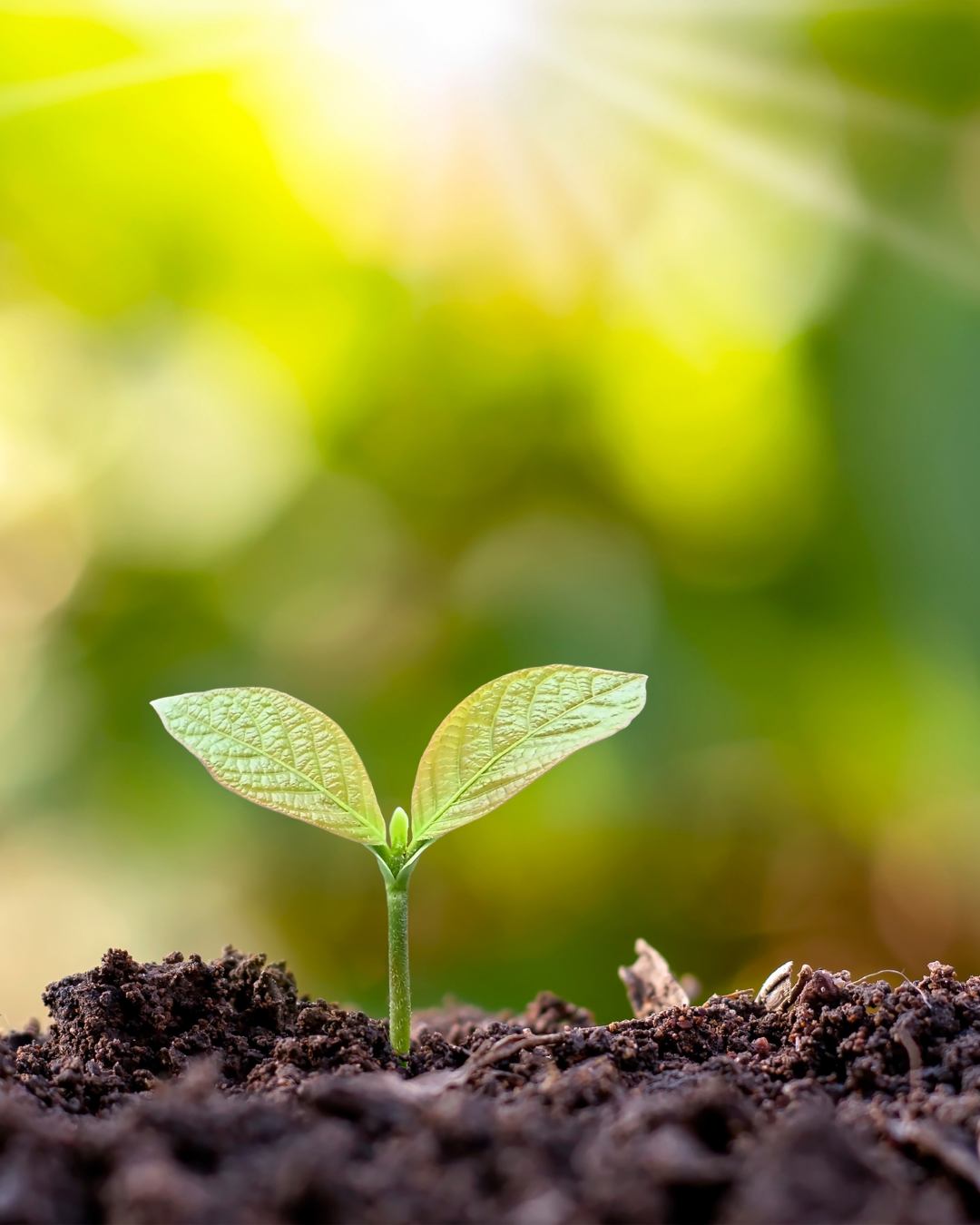 Day 2: Awareness is the Seed