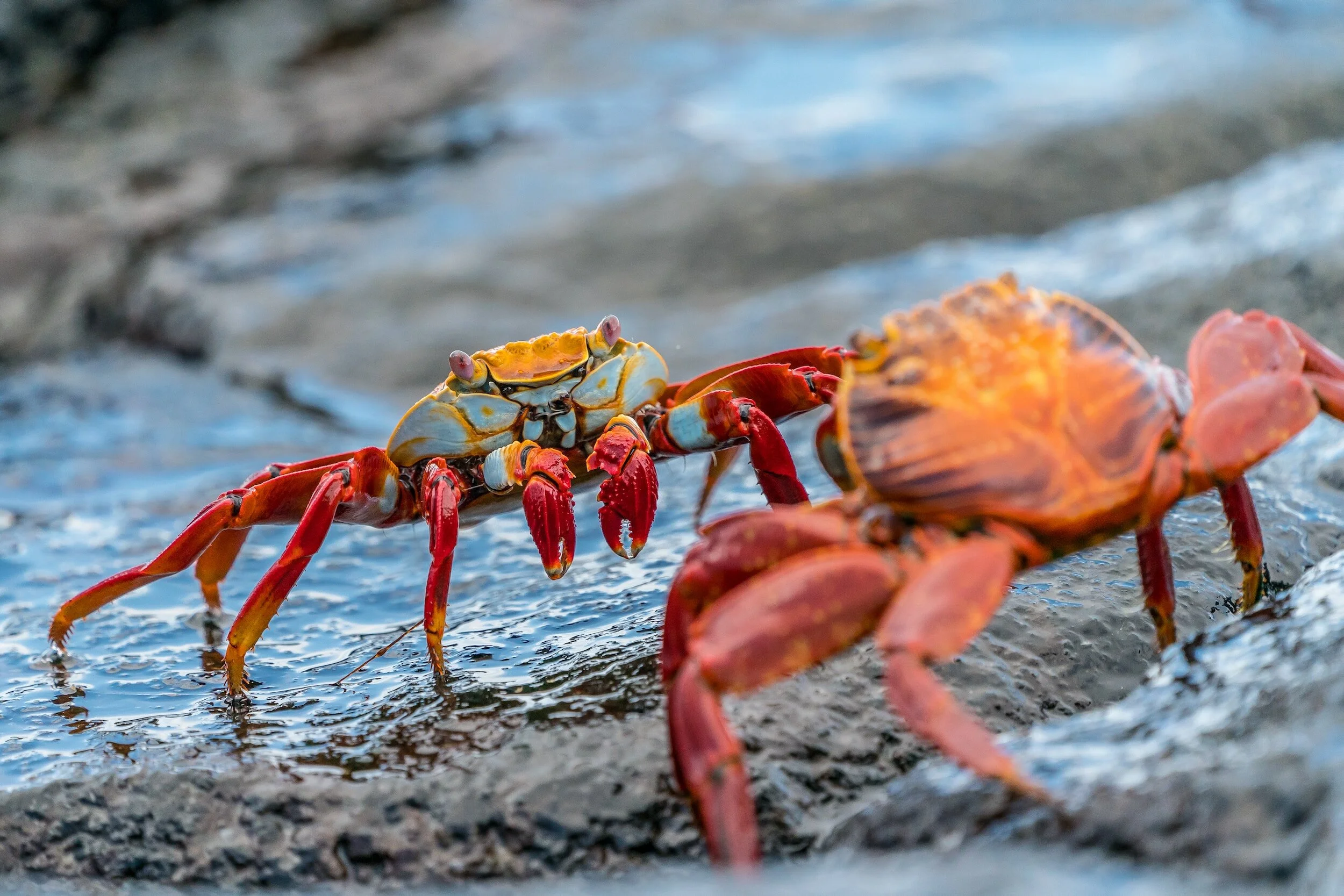 Convergent Evolution in Crabs: Exploring its Impact on Wildlife Today