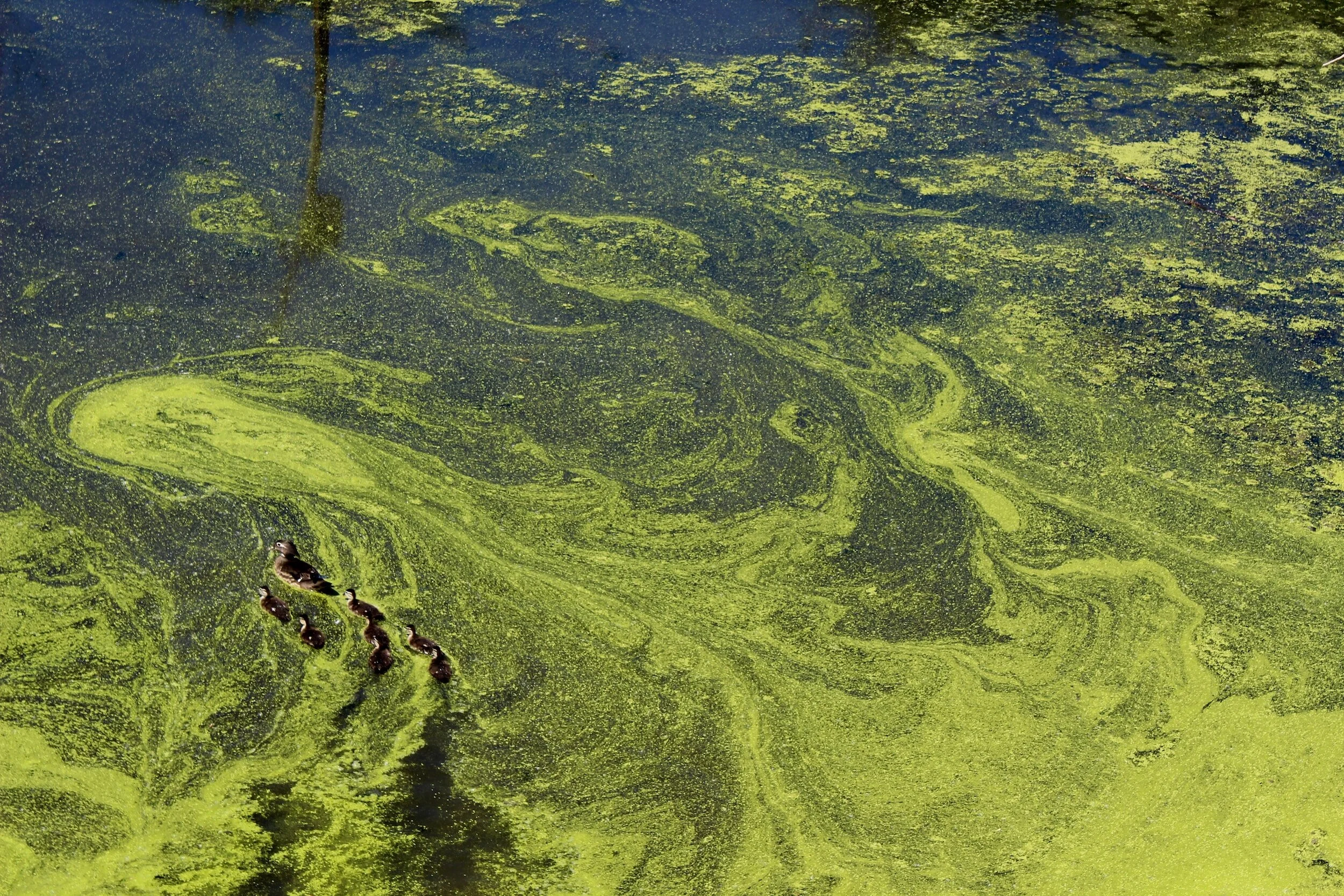 Algal Blooms and Eutrophication: Are We Taking Correct Care of Runoff?