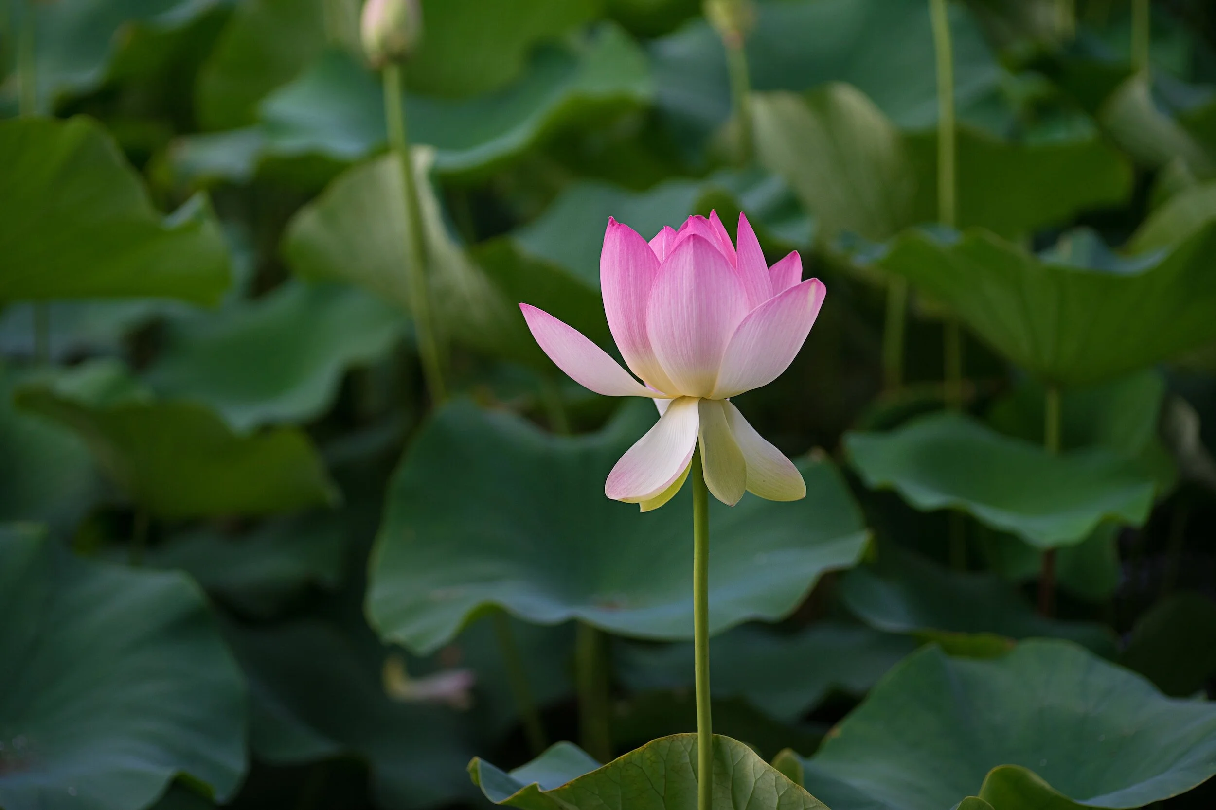 Lotus Silk: Unveiling the Science, Economy, and Growing Demand