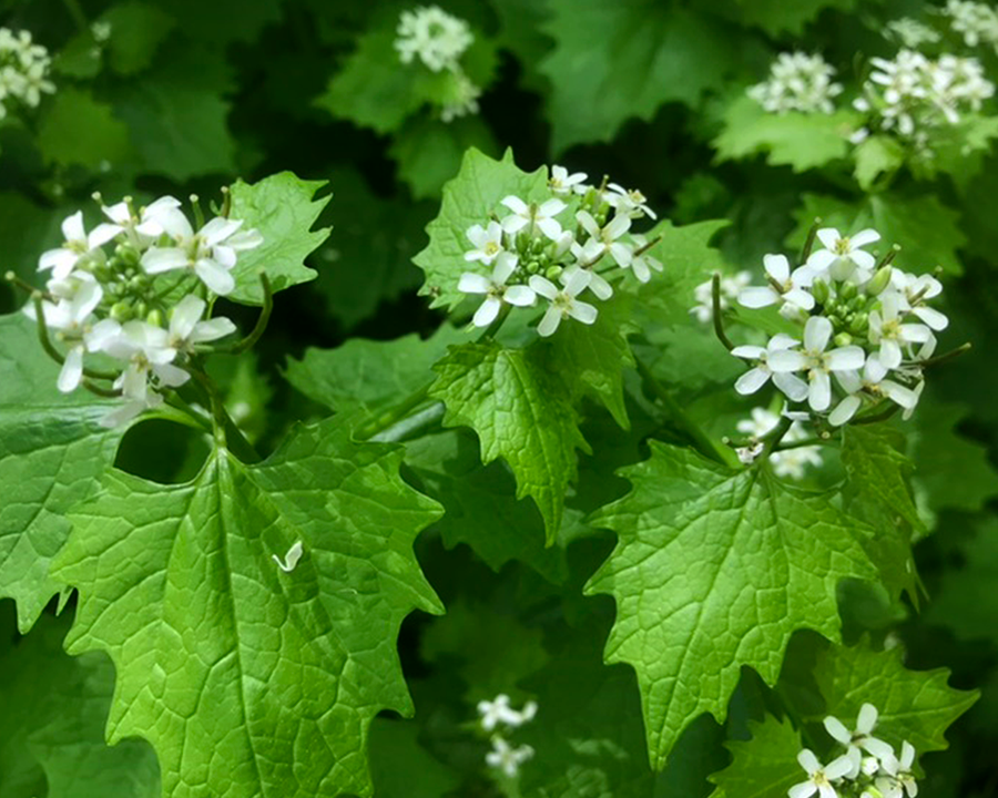 Can Native Plants Help Combat Invasives?