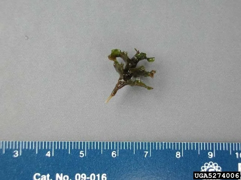 Curley-Leaf Pondweed