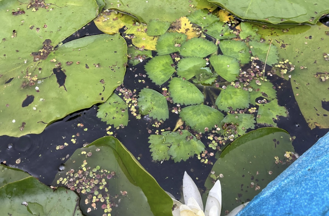 Water Chestnut floating in water
