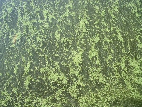 HABs may look like green dots, clumps or globs on the water surface. Location not known. 
Photo Credit: DEC
