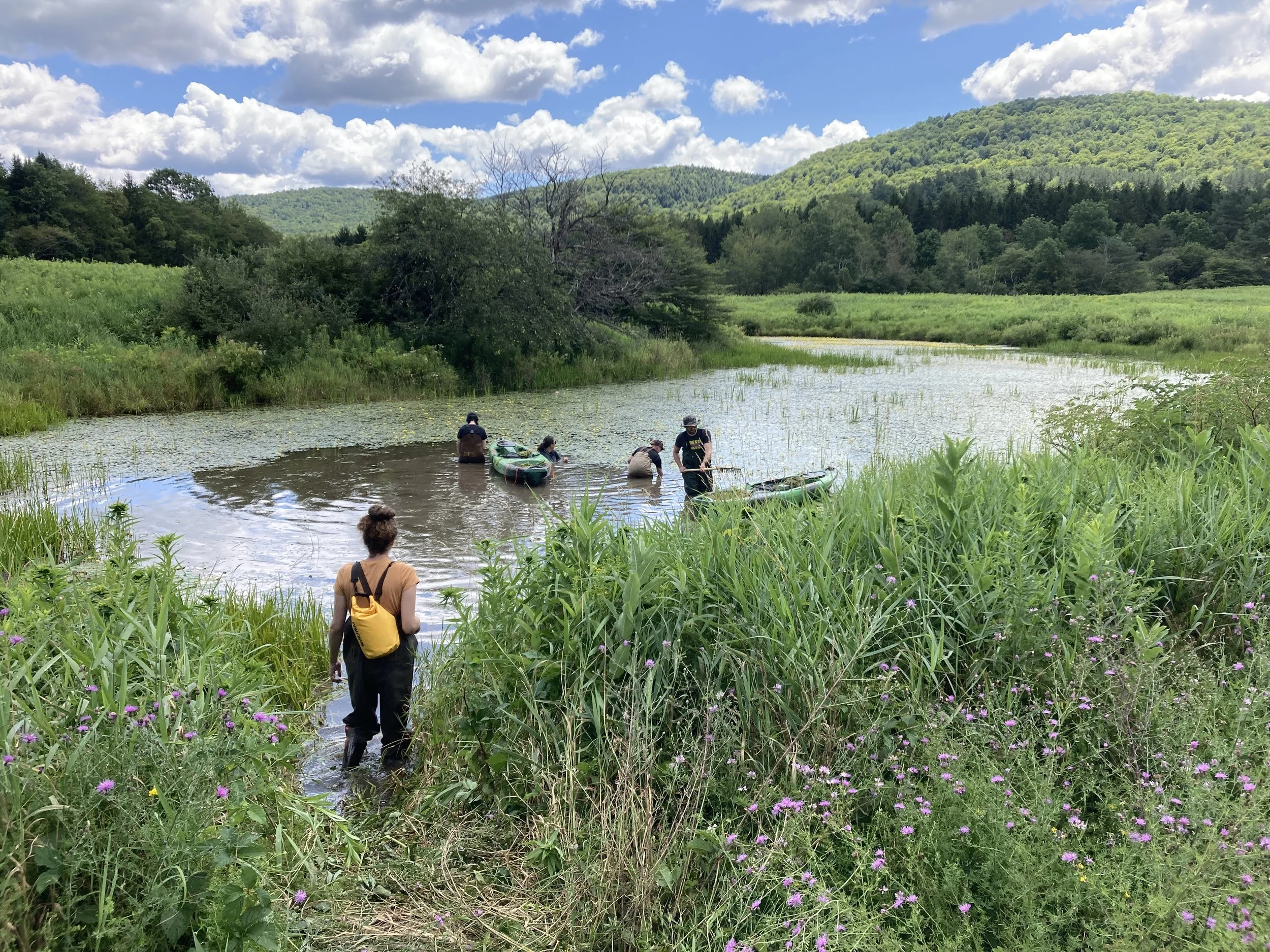 volunteers stand knee and waist deep in a local pond removing water chestnut, an invasive species