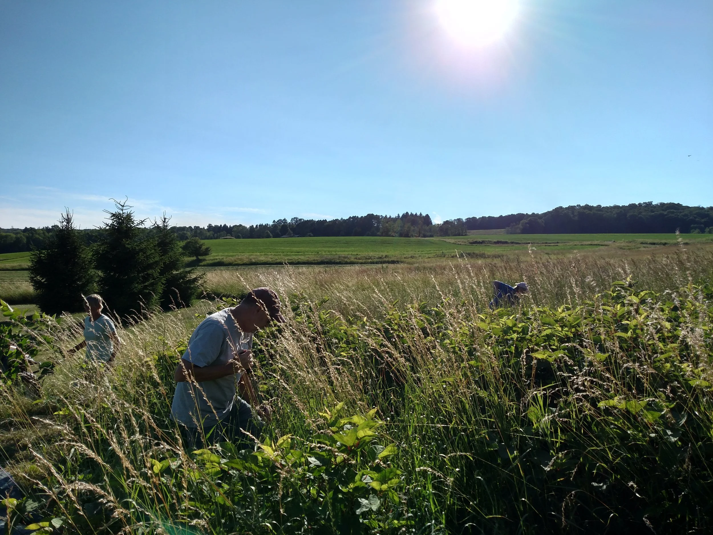 Three people work in a field of tall grass