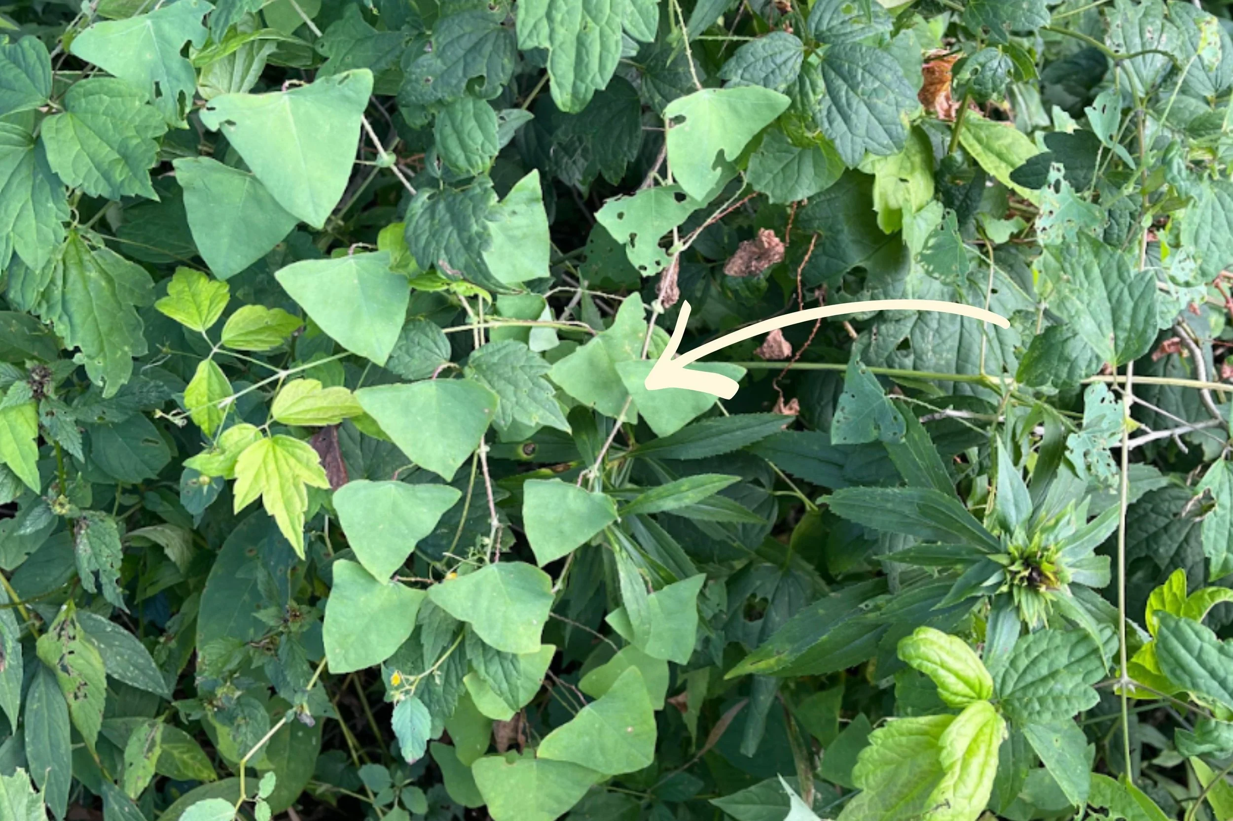 Photo of Mile a Minute, an invasive plant