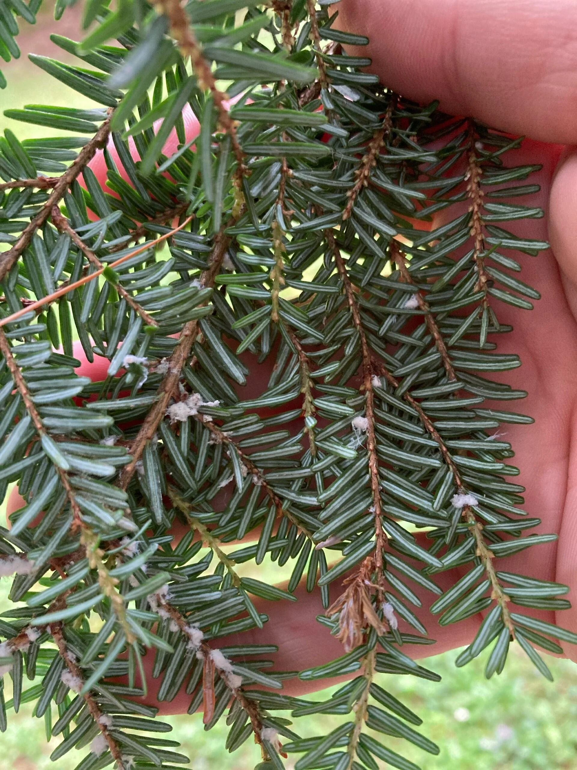 Group of seven women standing outdoors by a river, holding trash and garbage collection items, after a cleanup in a lush, green area.