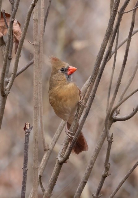 female cardinal.jpeg