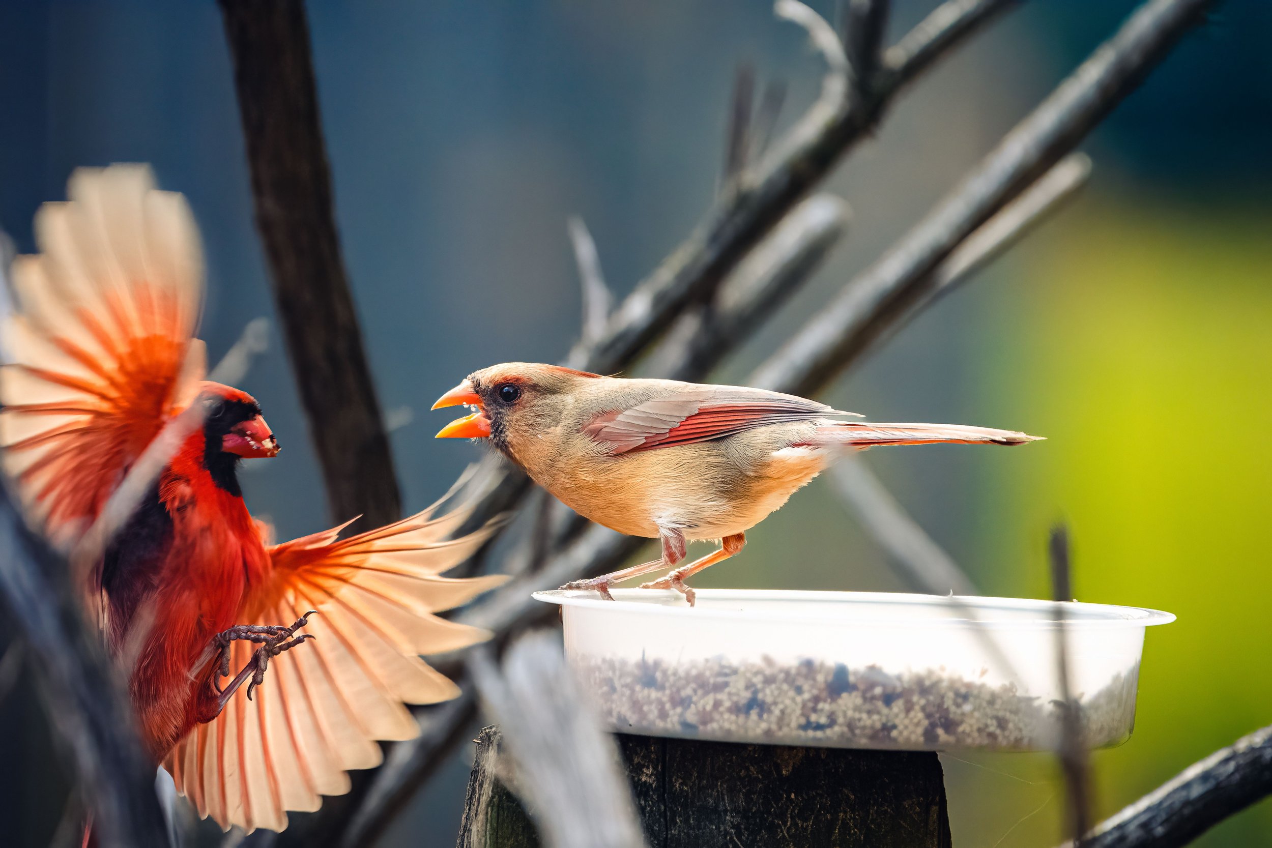 male-northern-cardinal-approaching-a-female-on-a-b-2023-11-27-05-18-16-utc.jpg