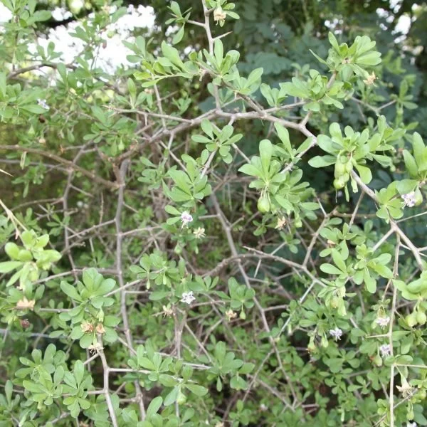 Green Climber - Remote Controlled Mowers