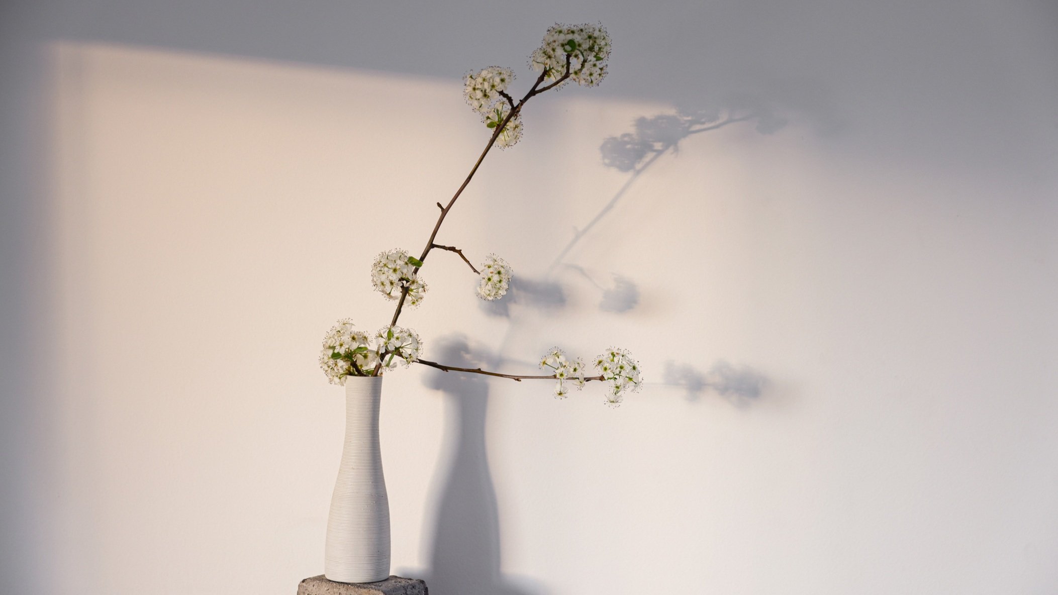 blossom+in+vase+with+shadows.jpg