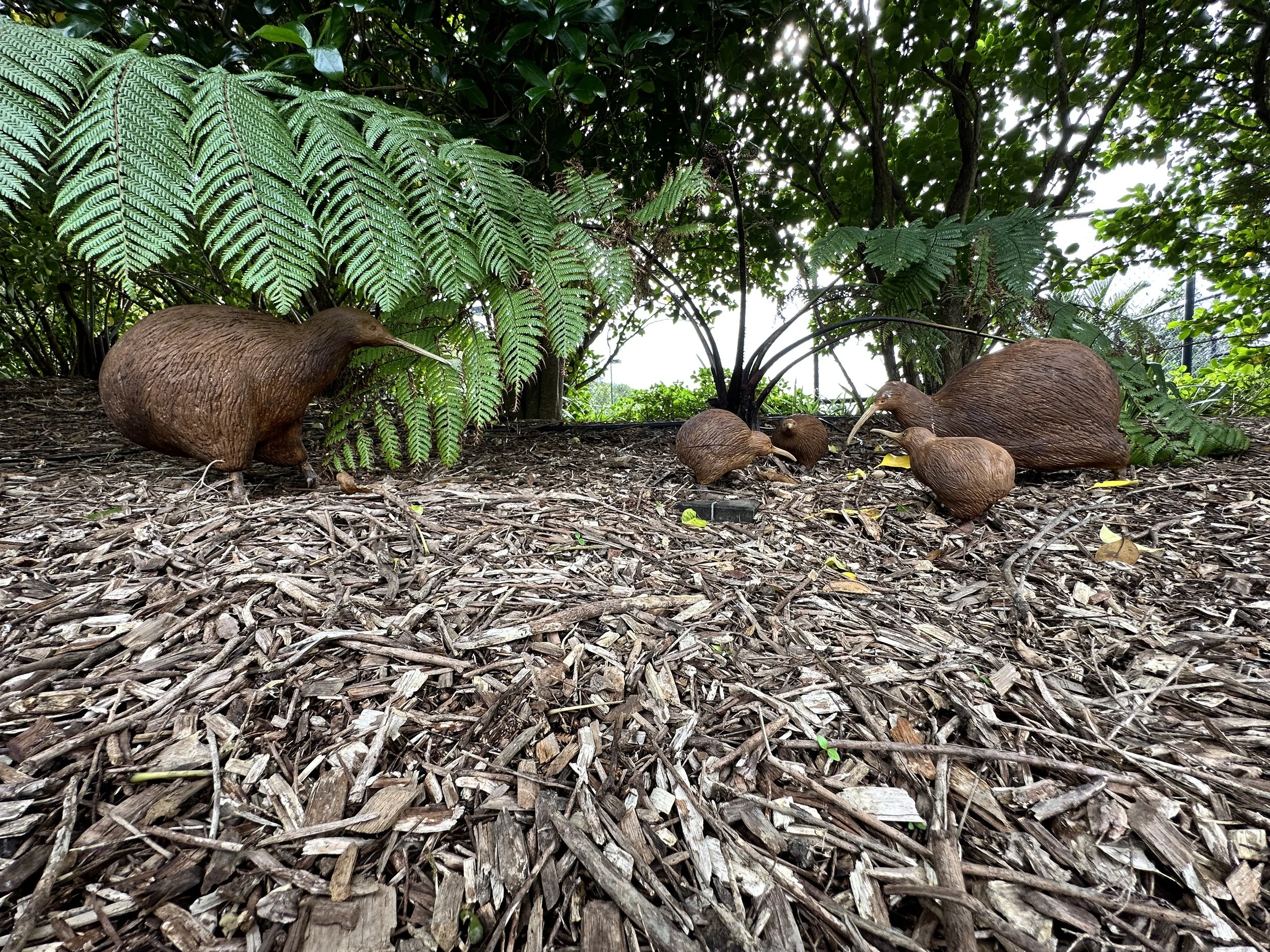 Hand carved and painted from treated Pinus Radiata with polymer clay feet  the family of Kiwi are at home among the ferns on the forest floor 