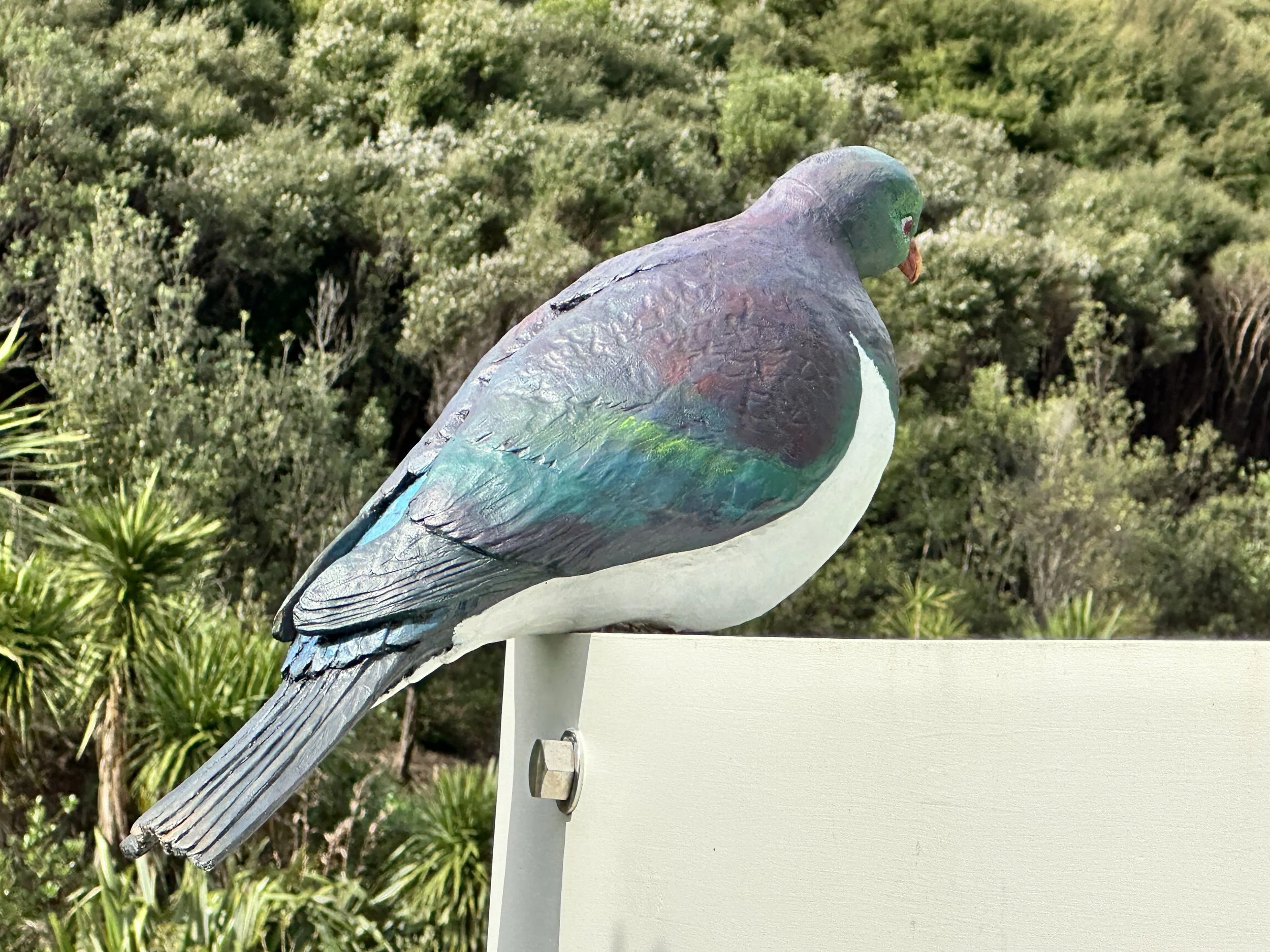 Kereru or native Wood Pidgeon  has been hand carved from treated Pine and hand painted using acrylic paint. A bit of a character he looks down from his perch. Very friendly, he is known to get a little intoxicated when the summer fruits are plentiful