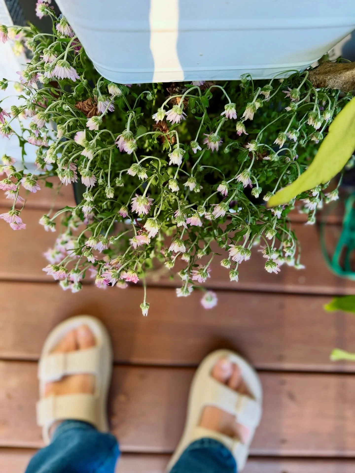 This mum right here--we get each other right now.
Granted I warned her when I purchased her beautiful little self that I would indeed neglect her because it's FALL!
Fall is pure chaos around here.
I feel guilt so let's  just give her a name and go wi