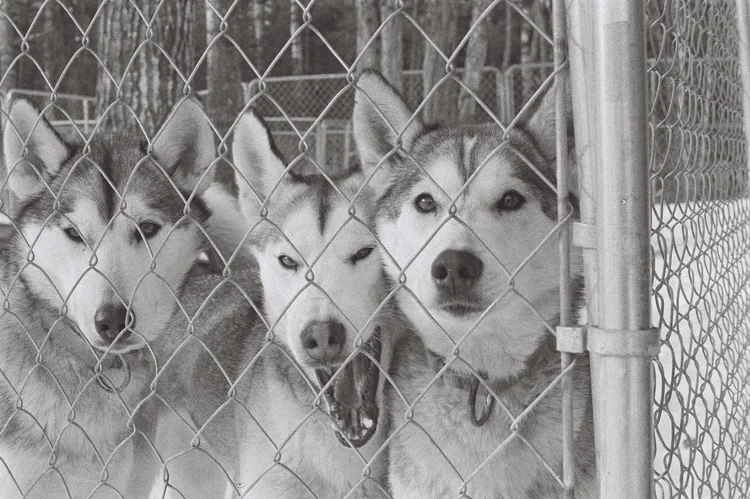 Dogs in cold Minnesota