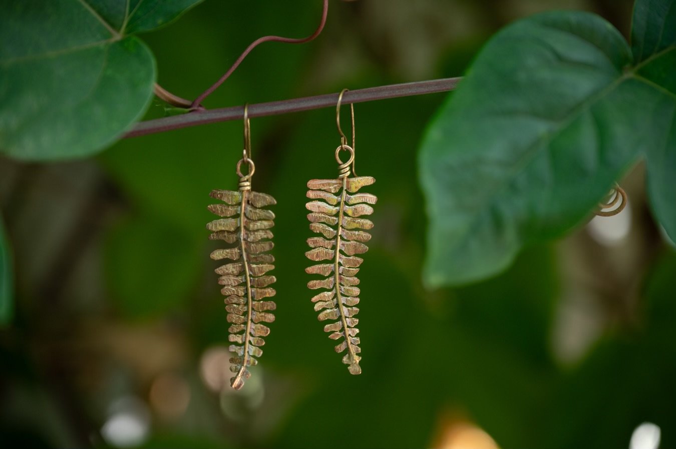 Hanging Ferns