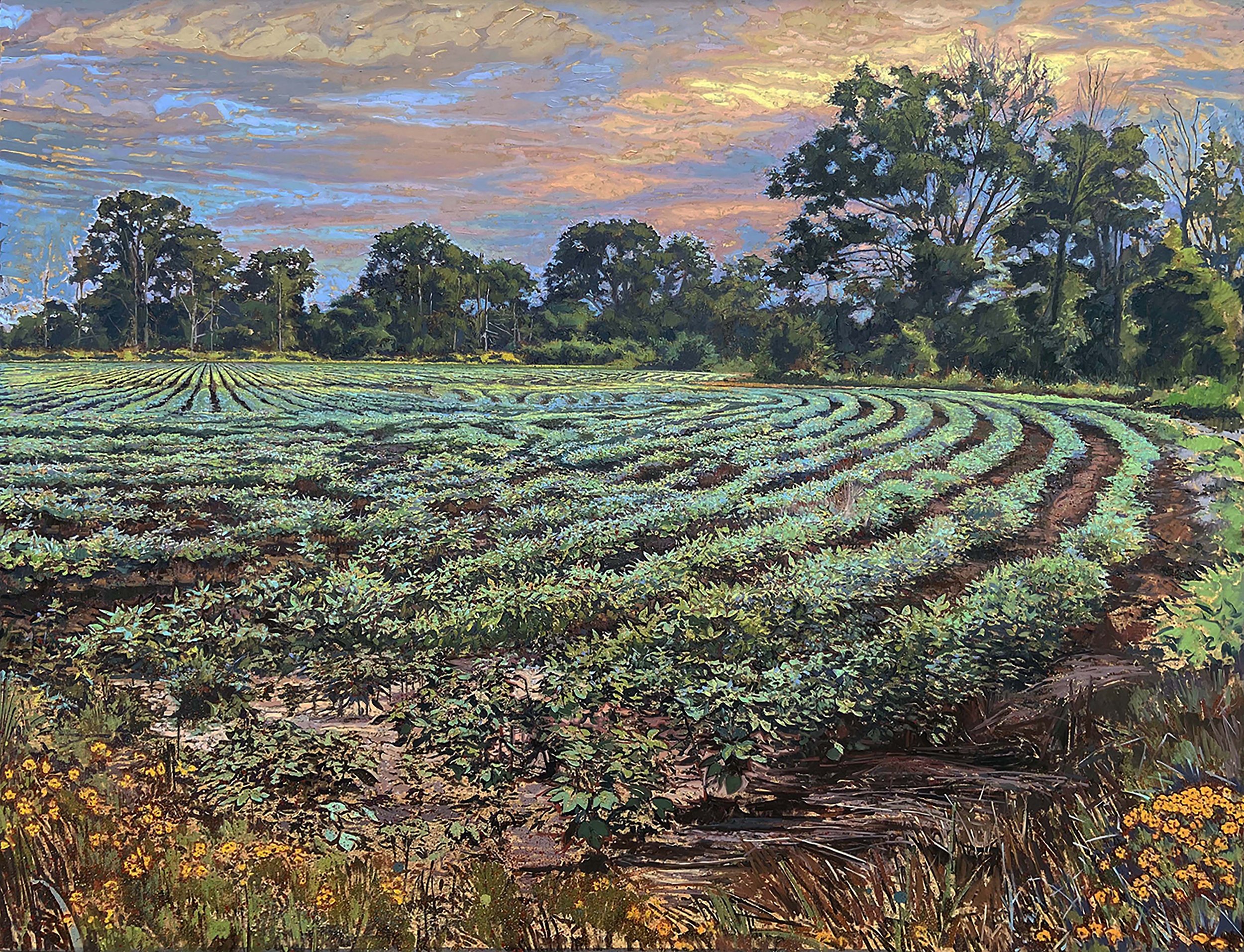 Soybeans with Wildflowers.jpg