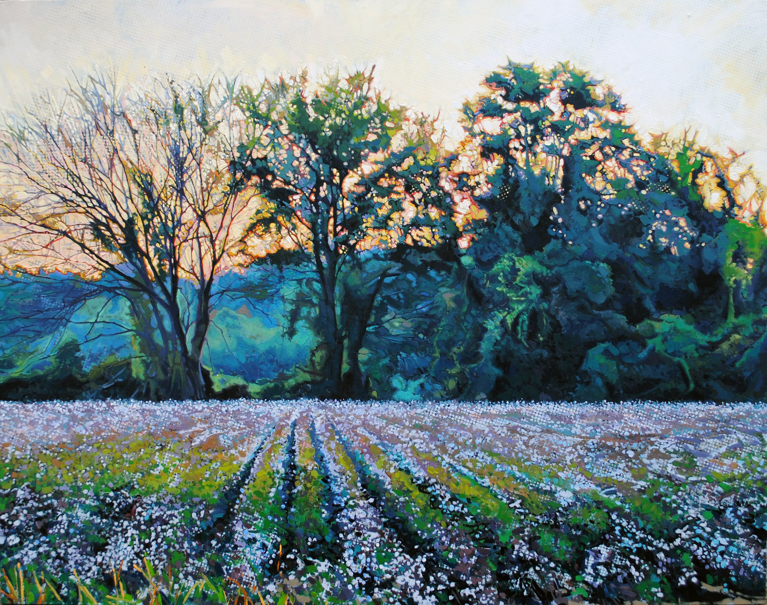 Cotton Field new Wal Mart.jpg