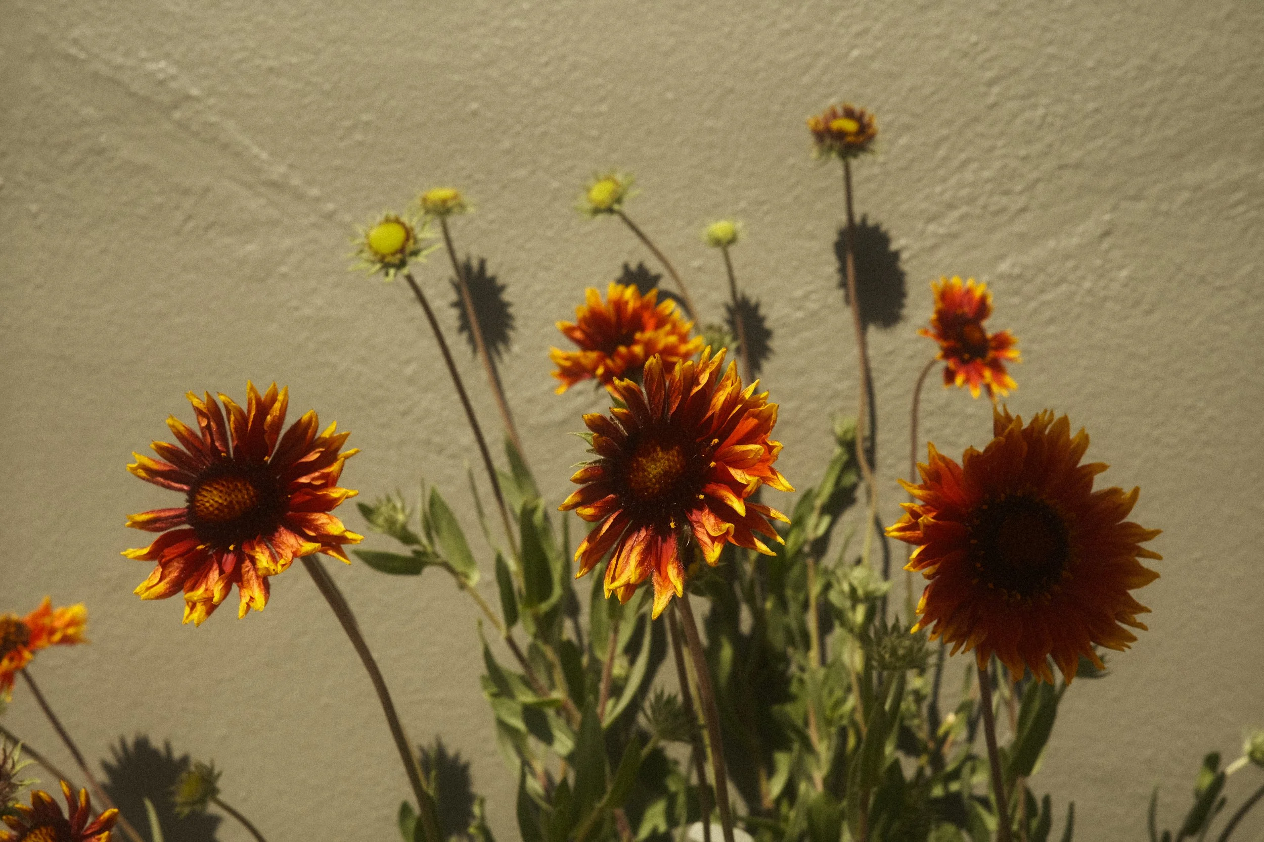 DSCF6755.JPG