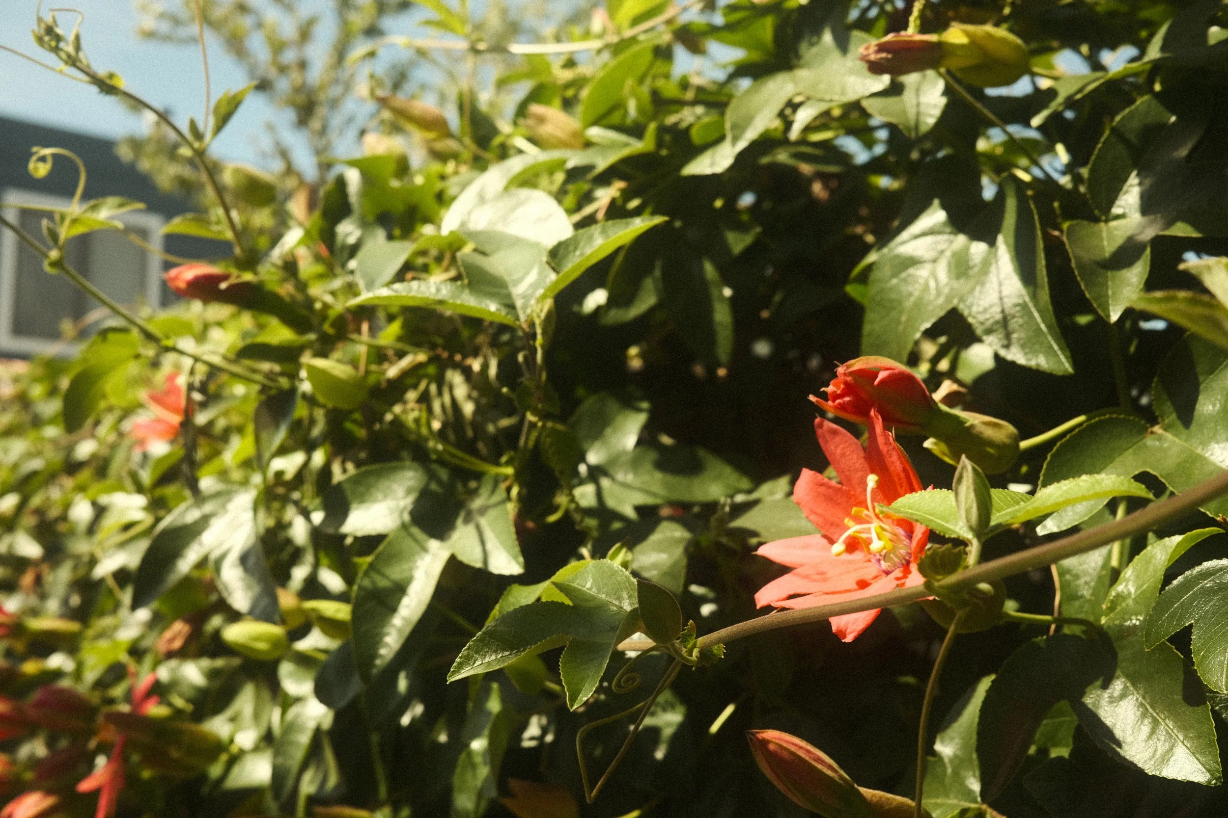 DSCF6768.JPG