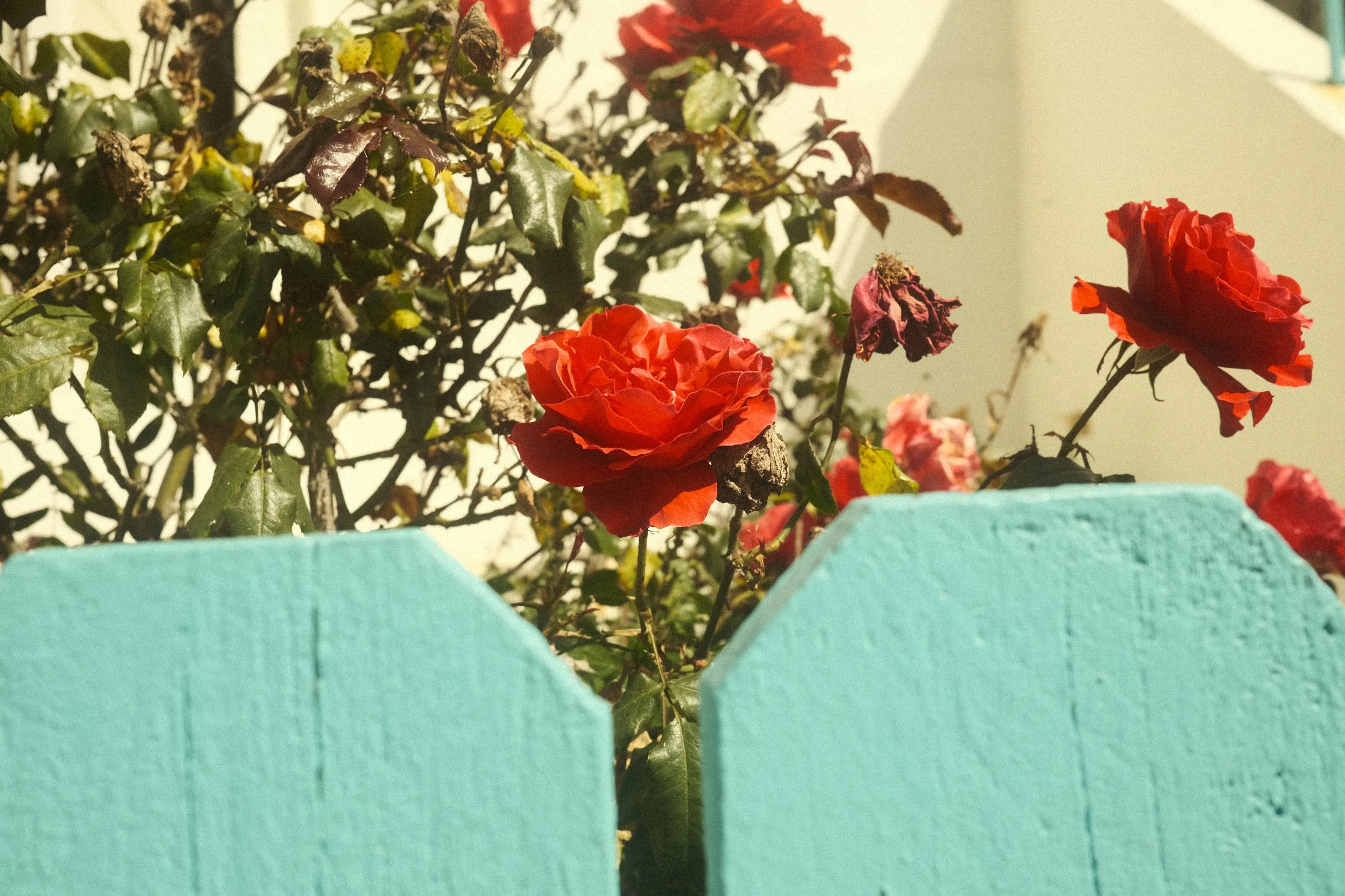 Sunset & Haight