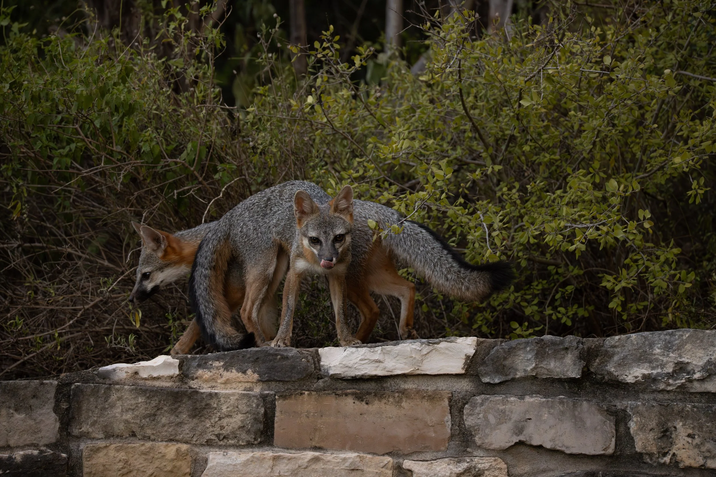 6G9A2434-Enhanced-NR.jpg