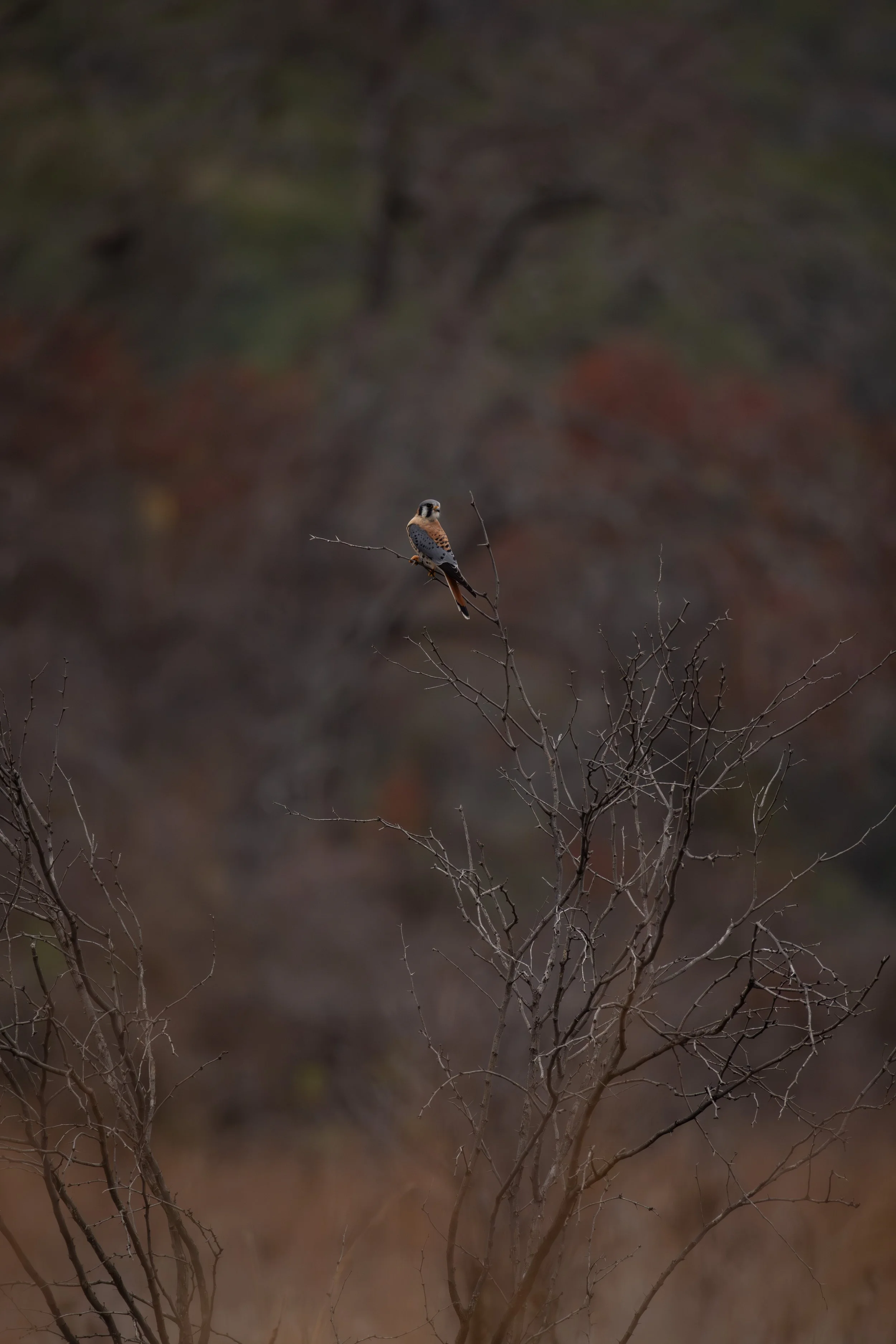 6G9A3920-Enhanced-NR.jpg