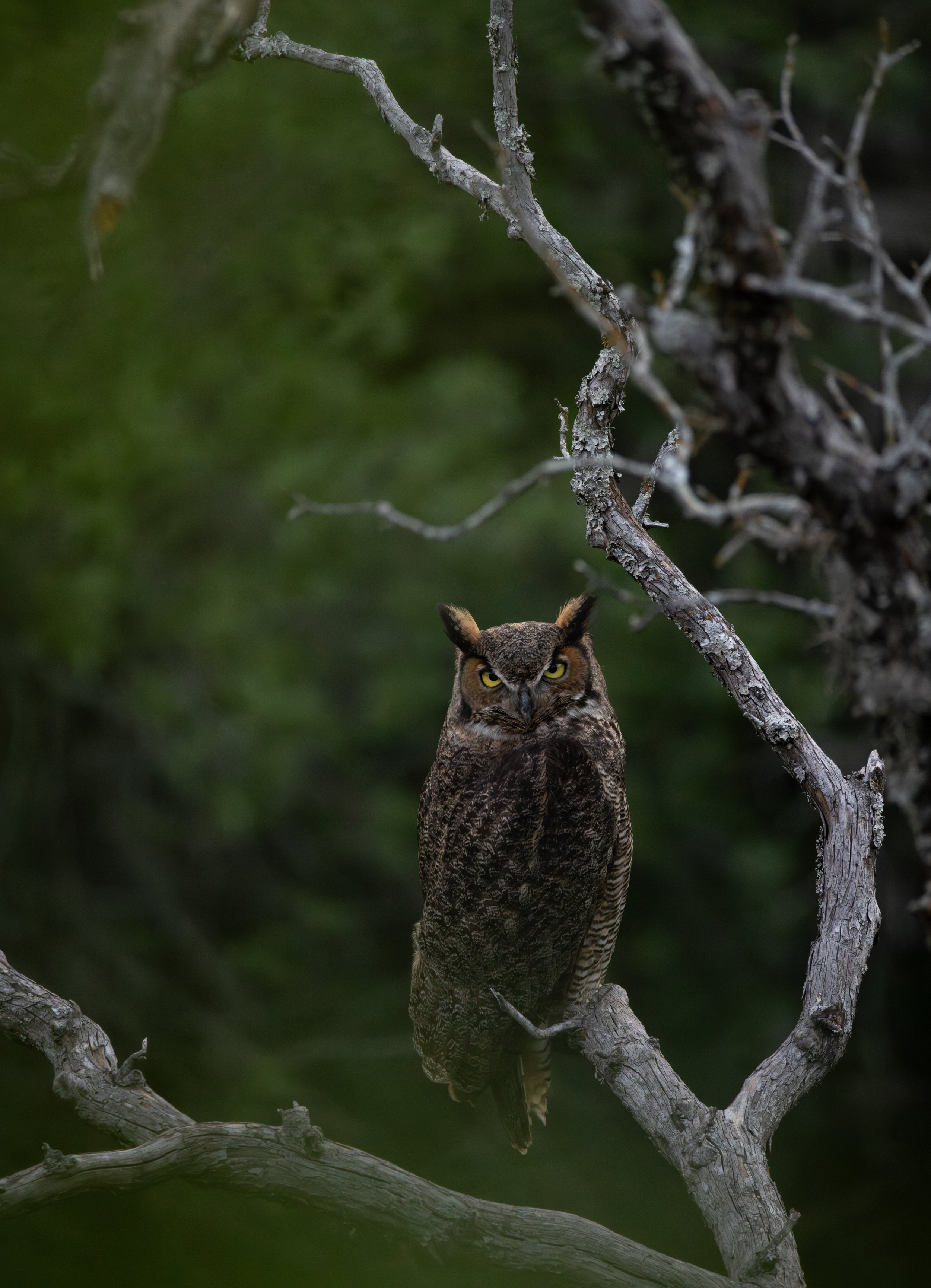 6G9A1640-Enhanced-NR.jpg