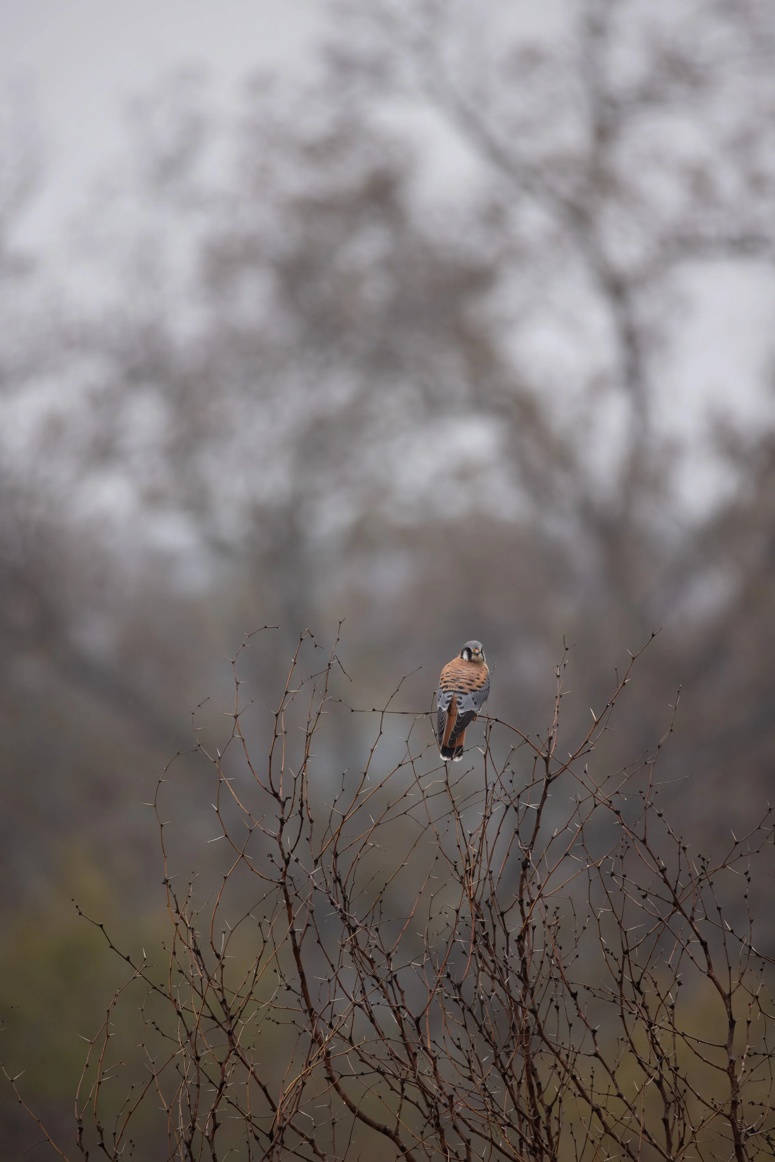 6G9A3235-Enhanced-NR.jpg
