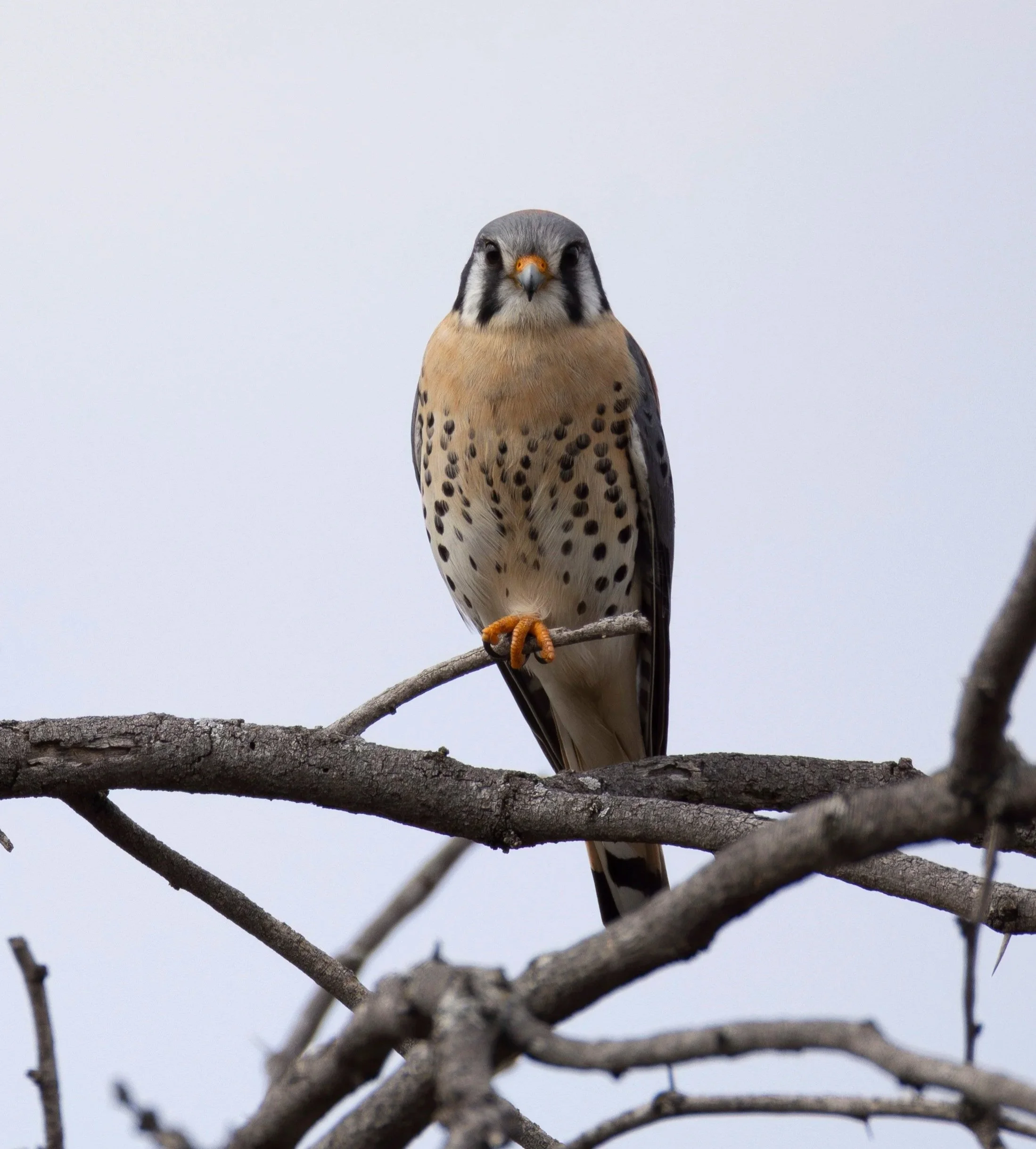 6G9A2651-Enhanced-NR.jpg
