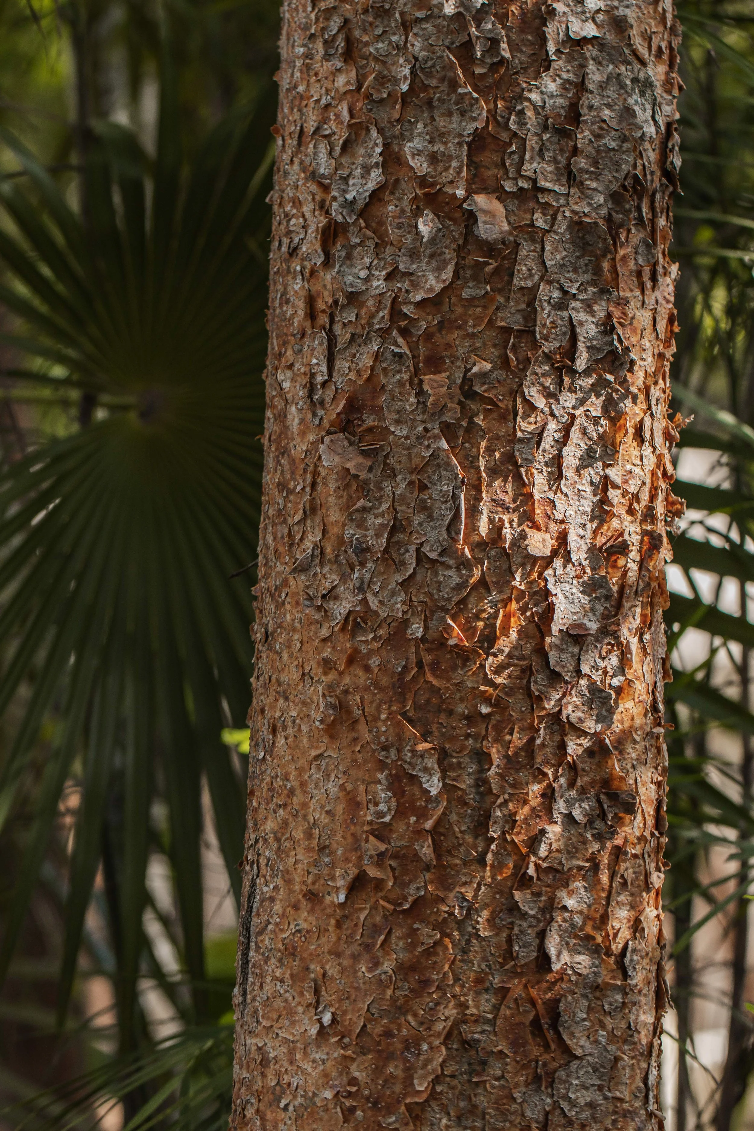 Pura Sustainable Homes in the jungle Tulum